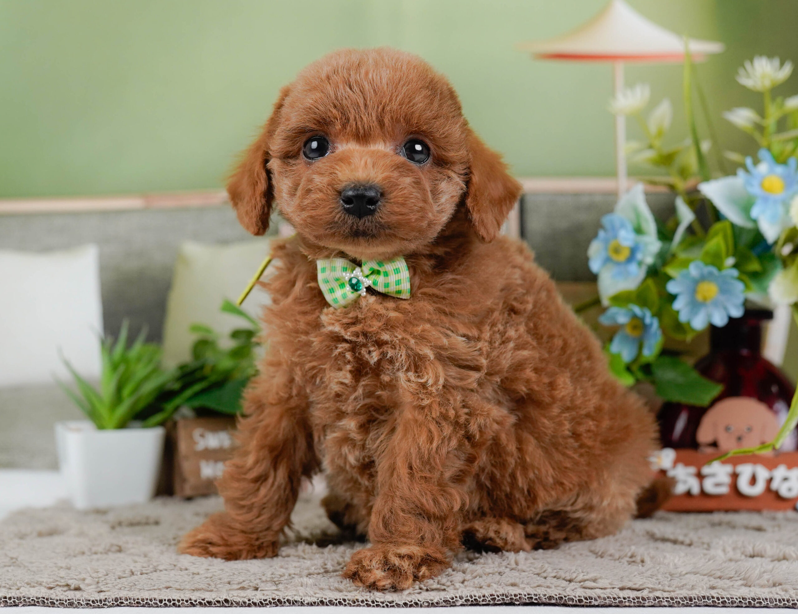 トイ・プードル | 男の子 | レッド | 2026年1月2日