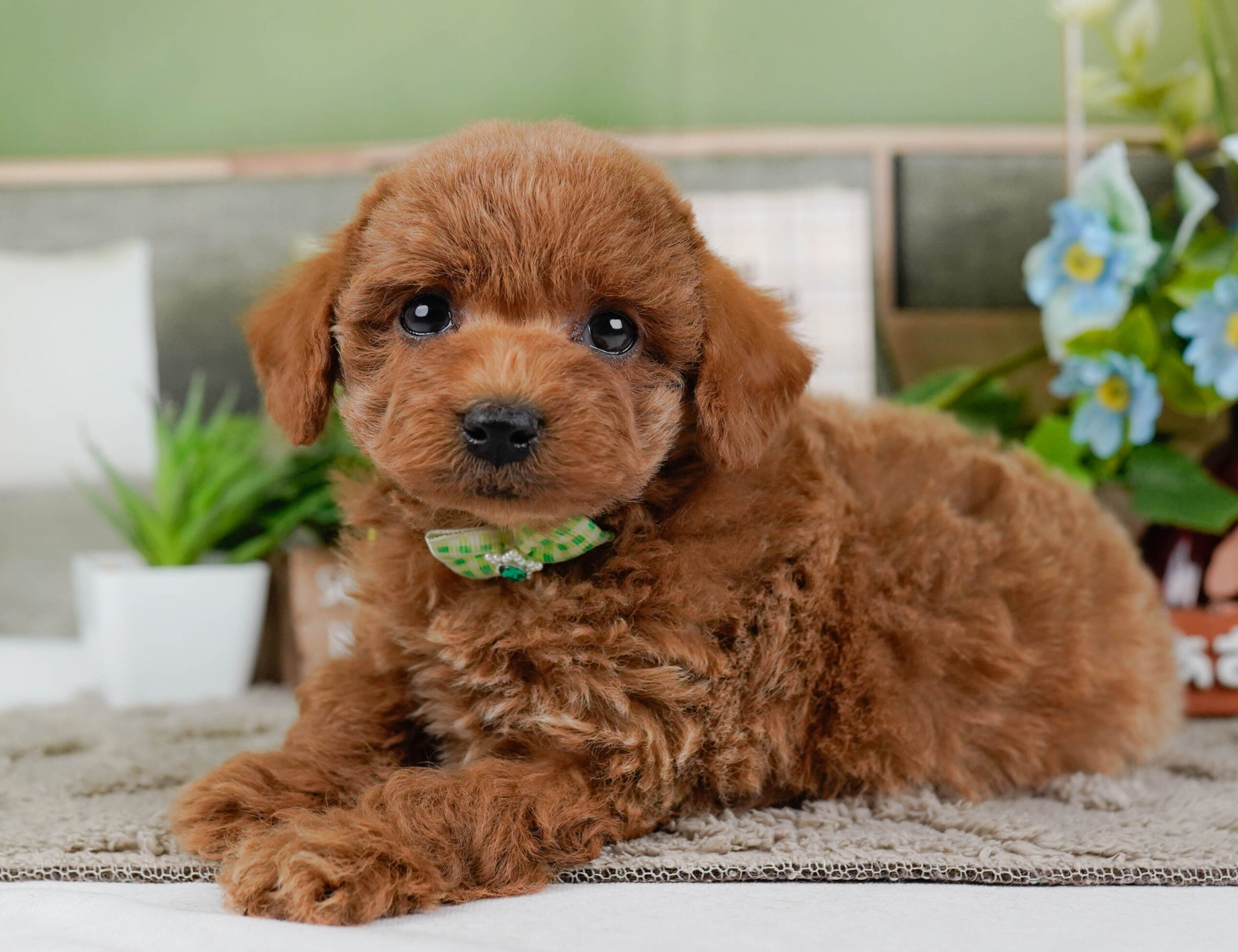 トイ・プードル | 男の子 | レッド | 2026年1月2日