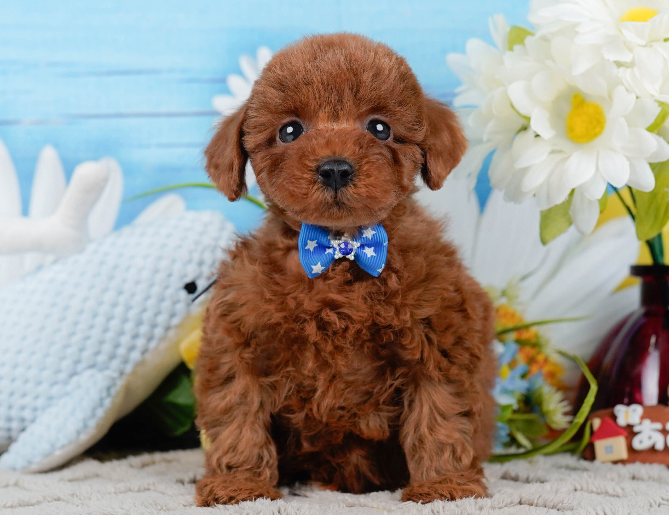 トイ・プードル | 男の子 | レッド | 2026年1月2日