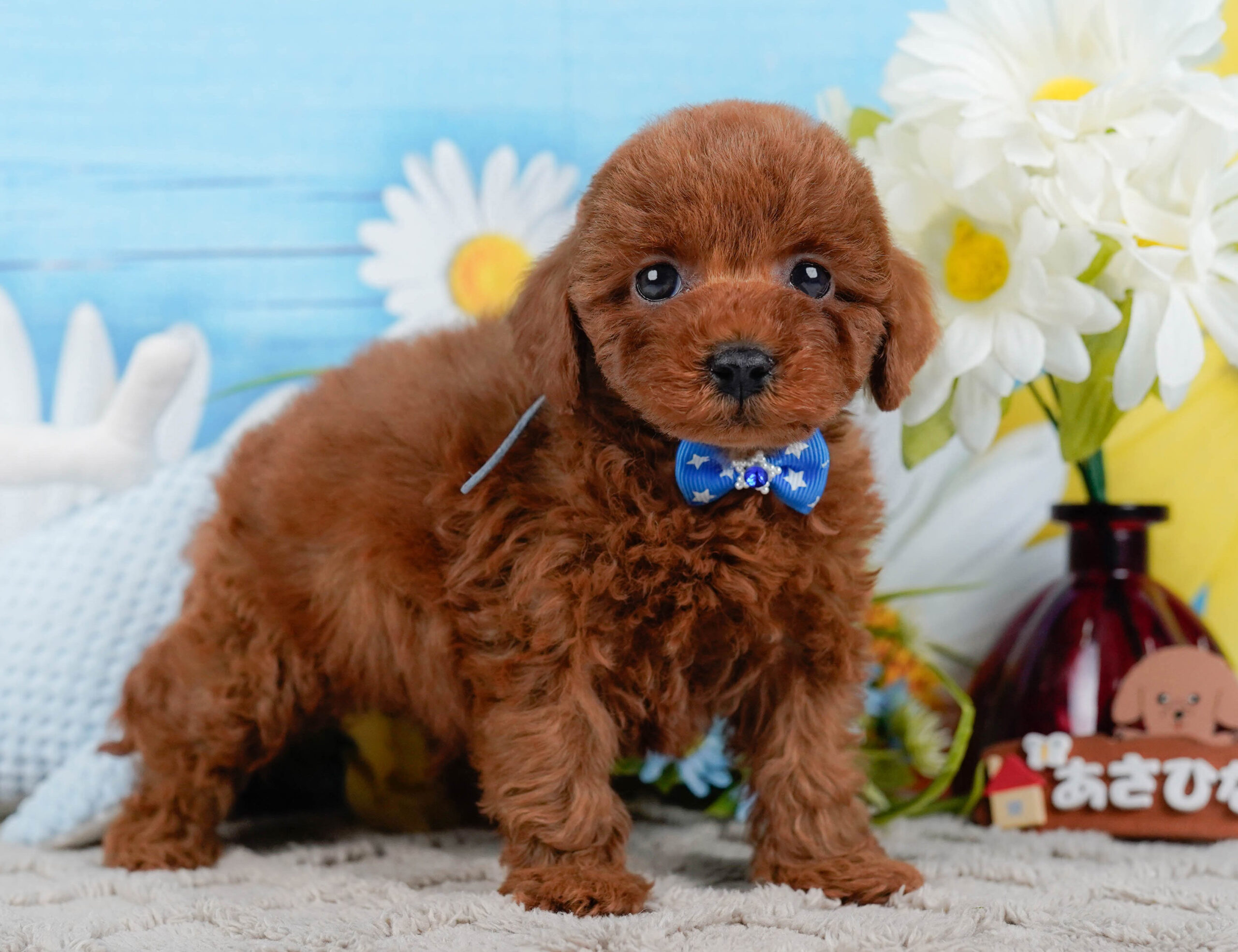 トイ・プードル | 男の子 | レッド | 2026年1月2日