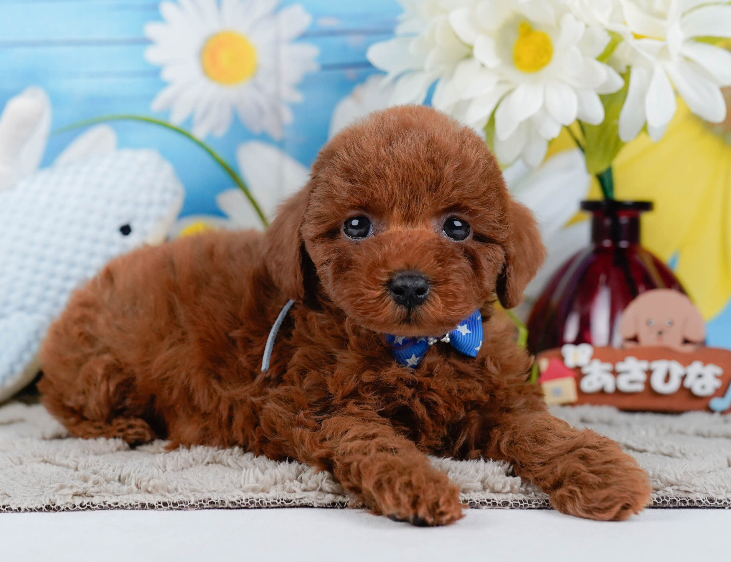 トイ・プードル | 男の子 | レッド | 2026年1月2日