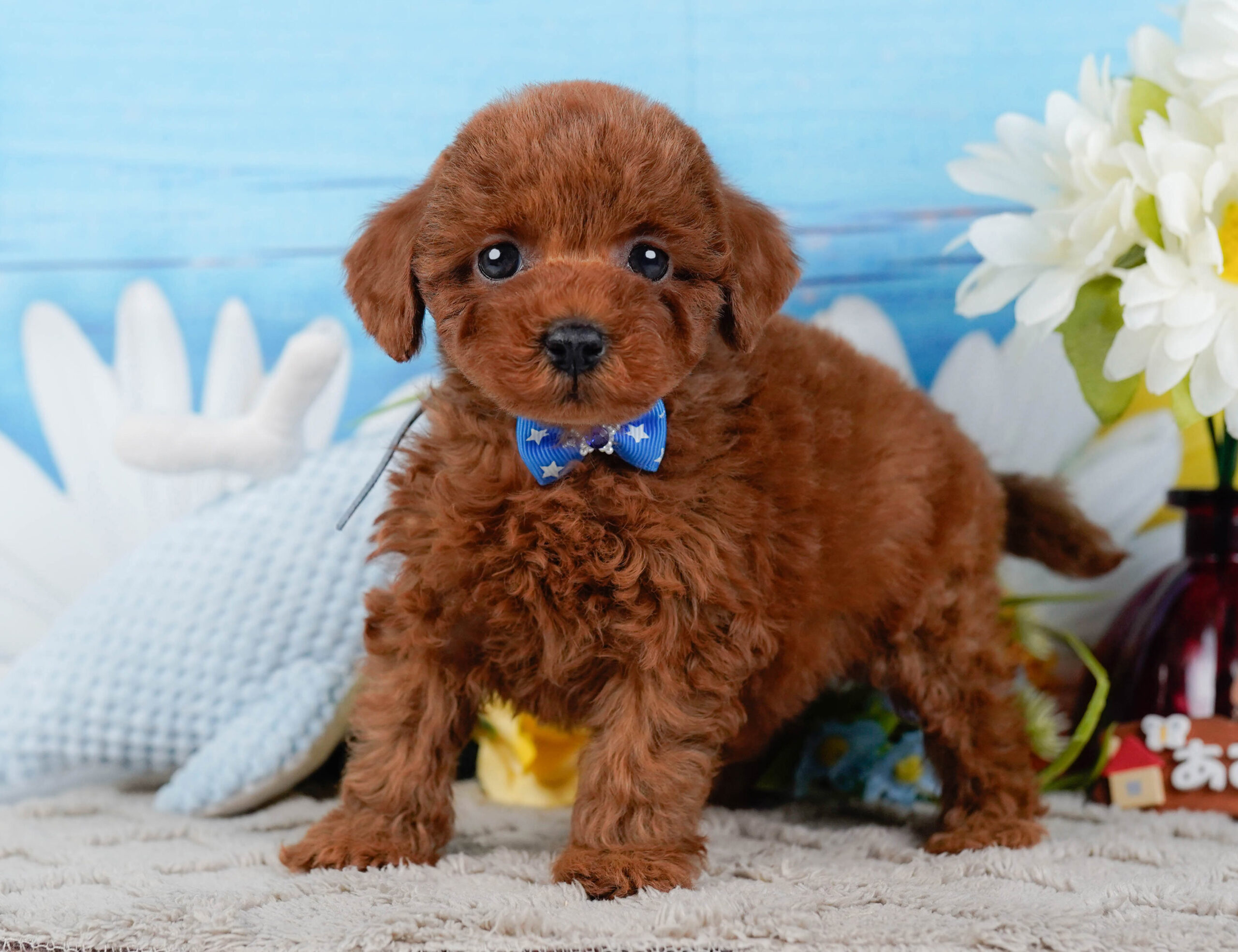 トイ・プードル | 男の子 | レッド | 2026年1月2日