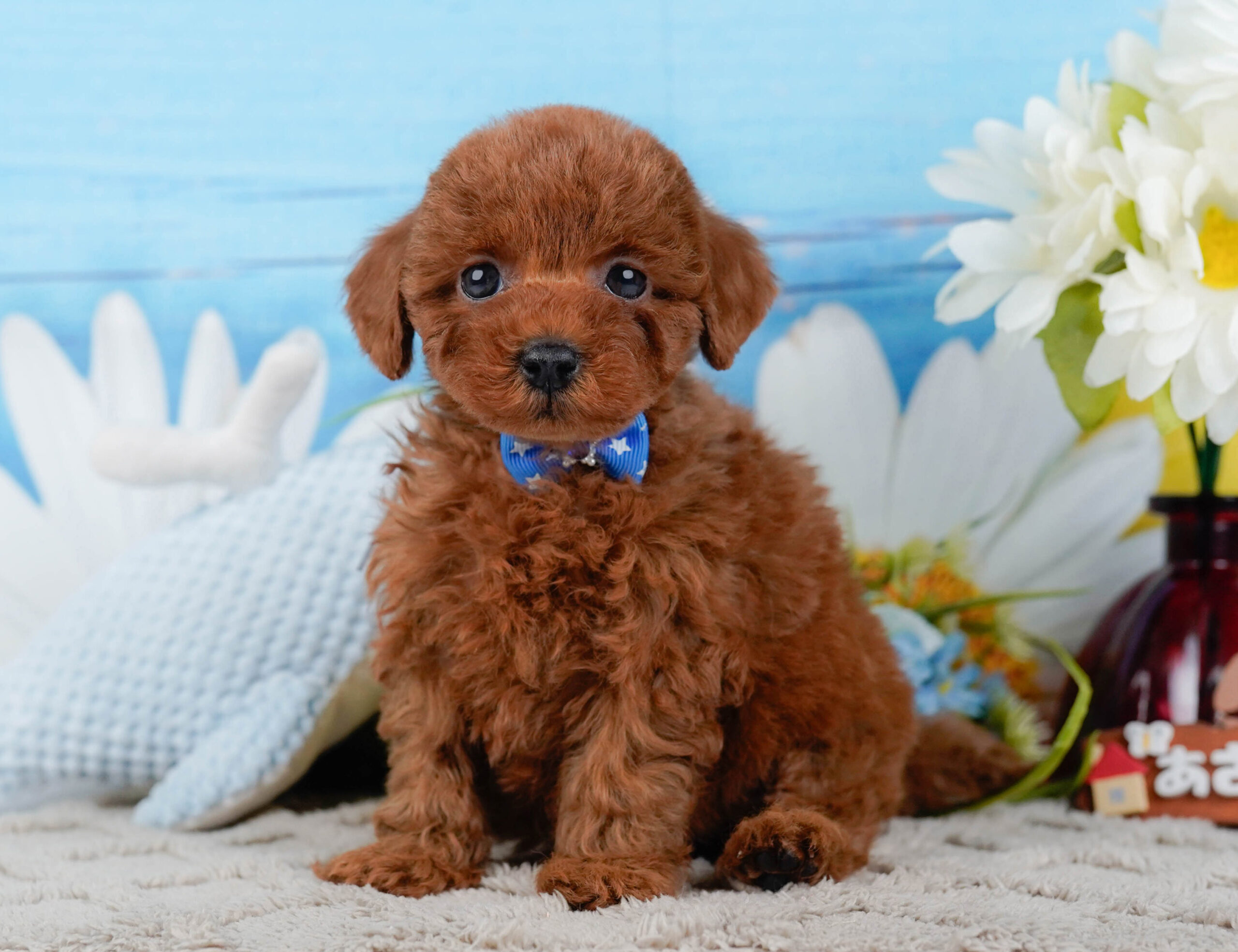 トイ・プードル | 男の子 | レッド | 2026年1月2日