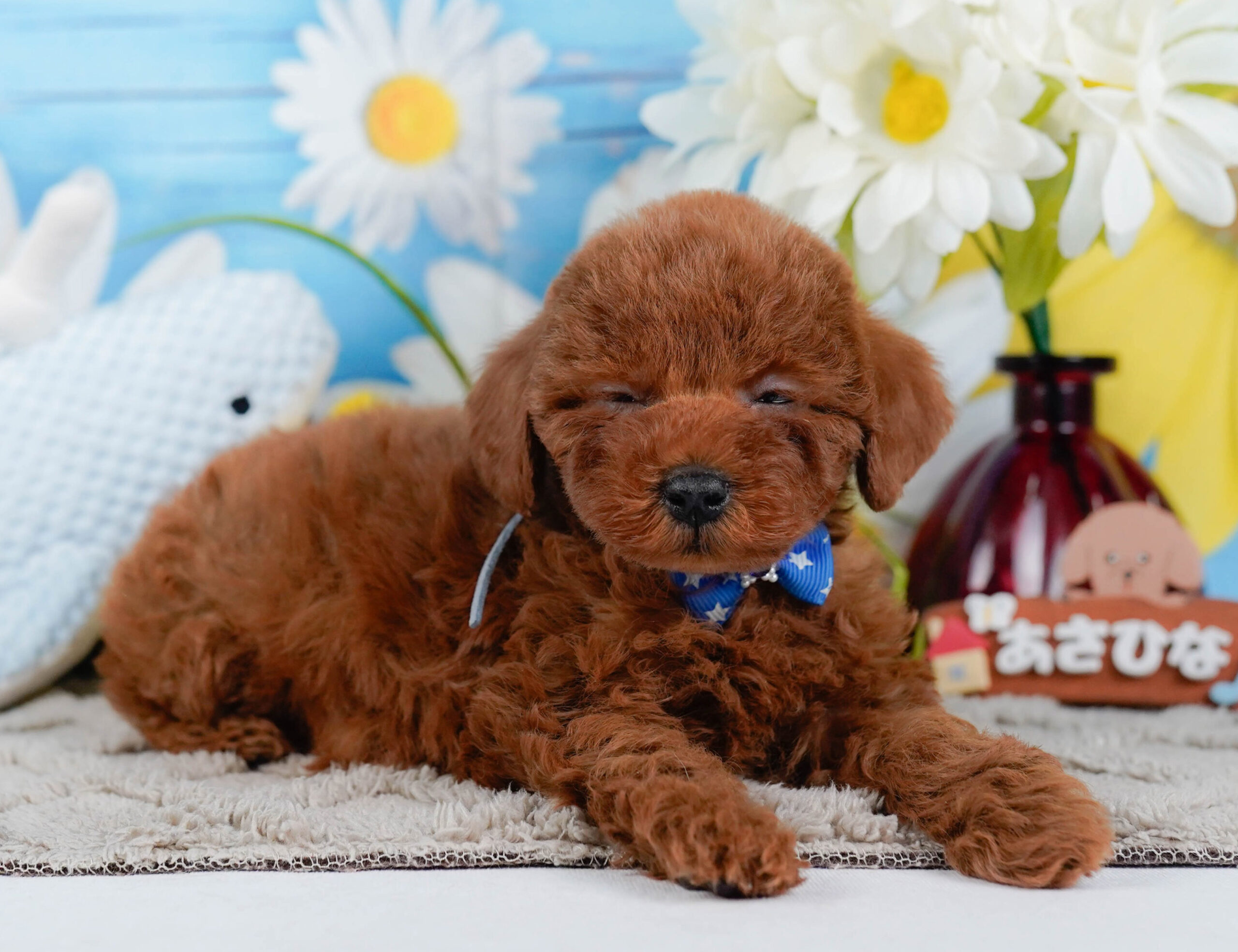 トイ・プードル | 男の子 | レッド | 2026年1月2日