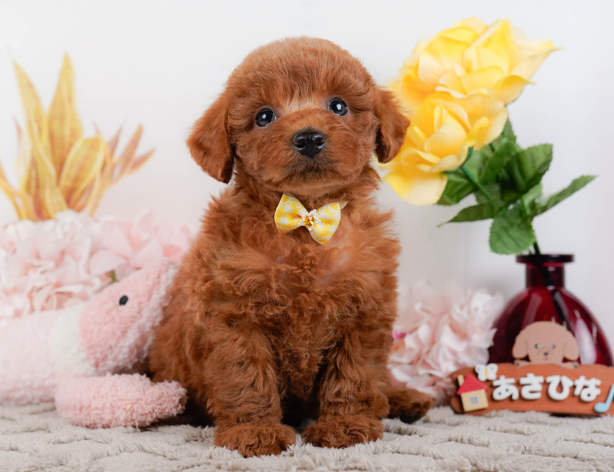 トイ・プードル | 女の子 | レッド | 2026年1月2日