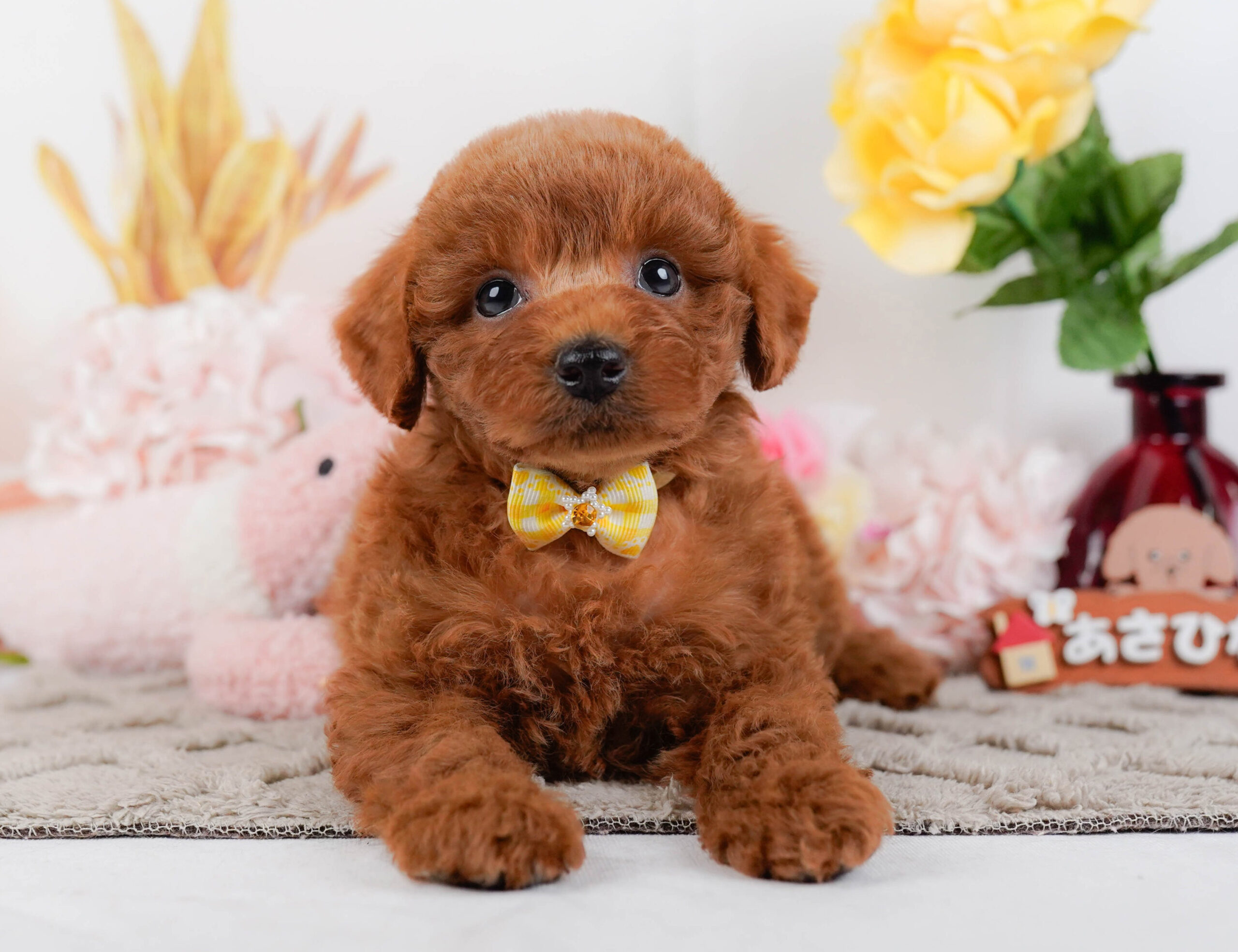 トイ・プードル | 女の子 | レッド | 2026年1月2日