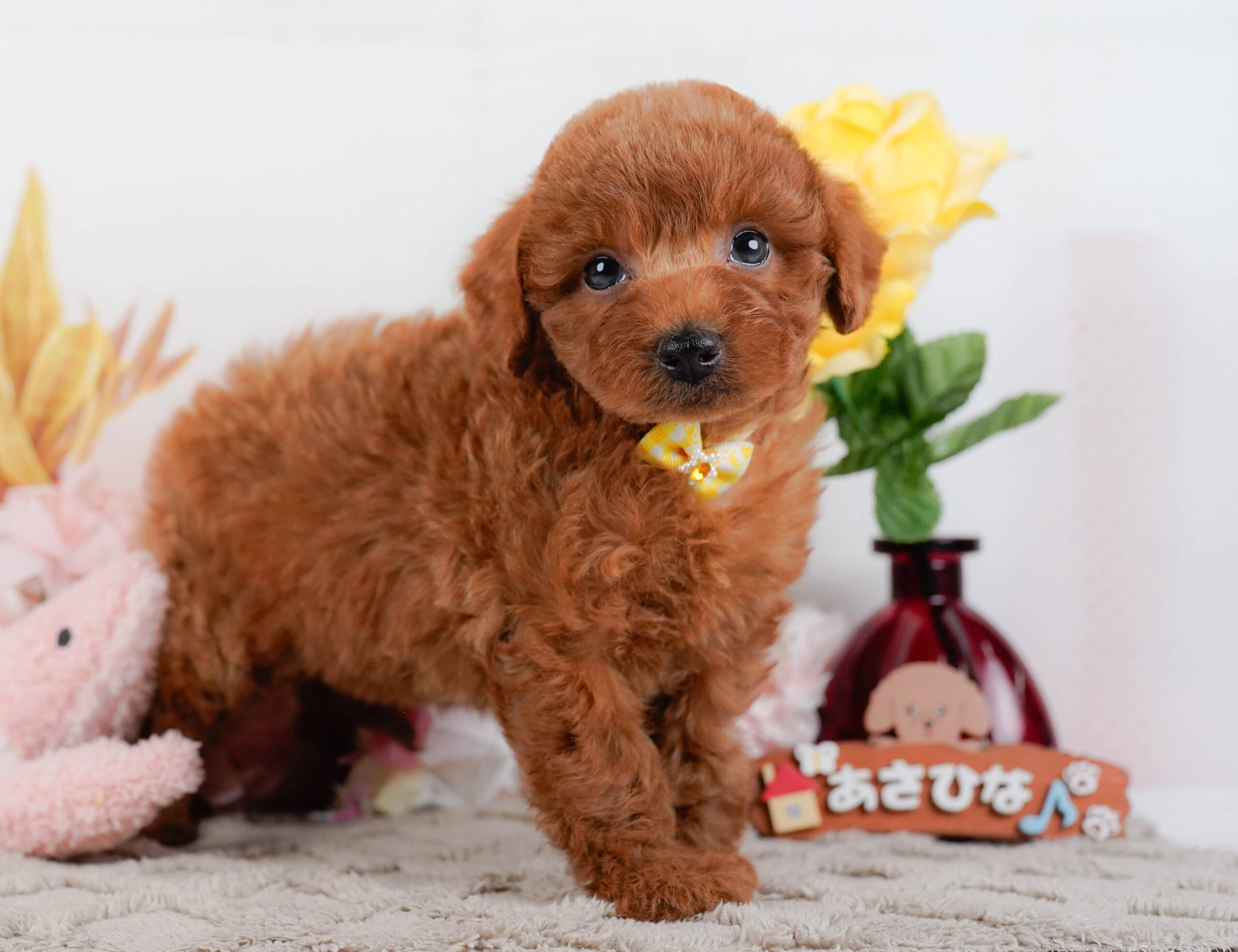 トイ・プードル | 女の子 | レッド | 2026年1月2日