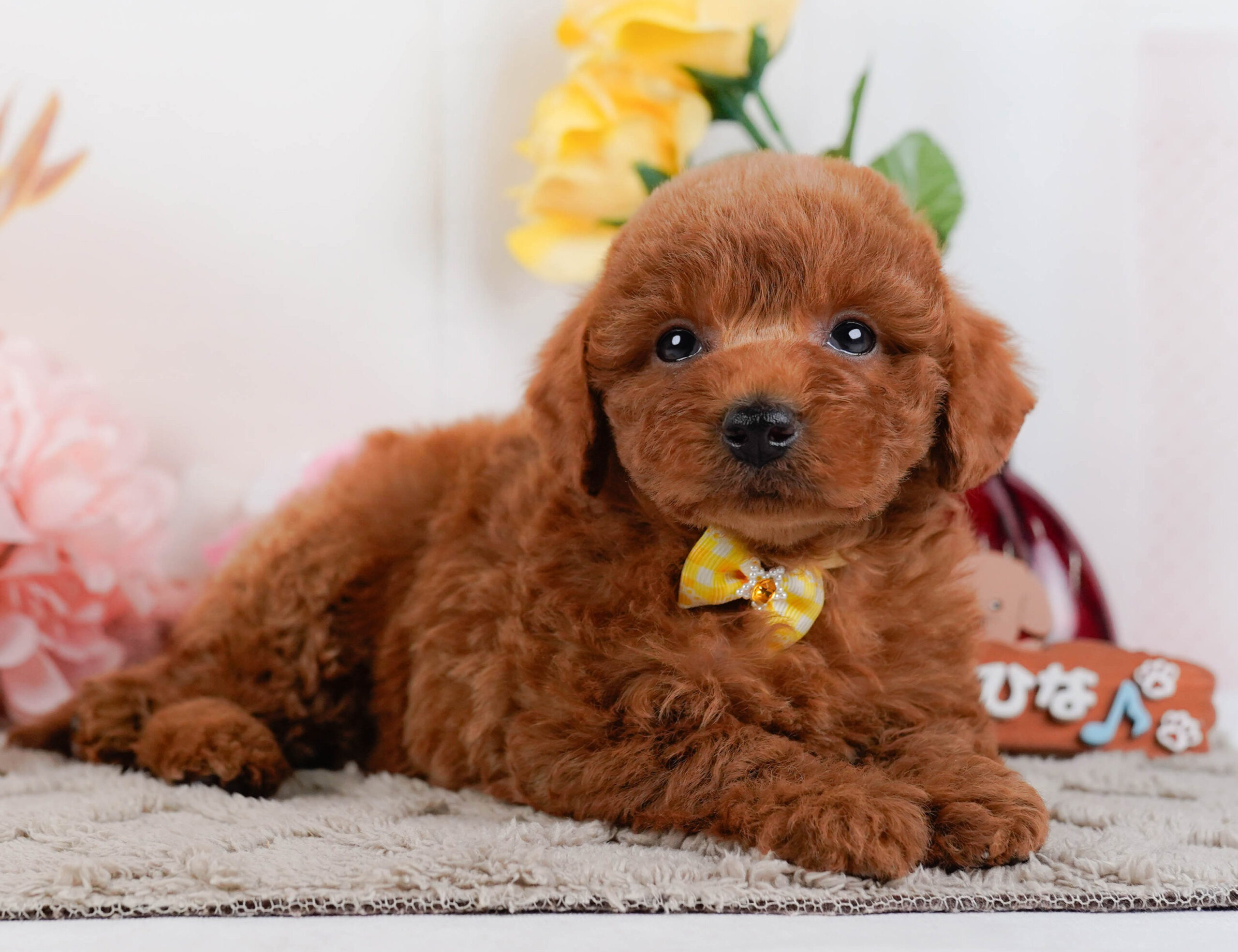 トイ・プードル | 女の子 | レッド | 2026年1月2日