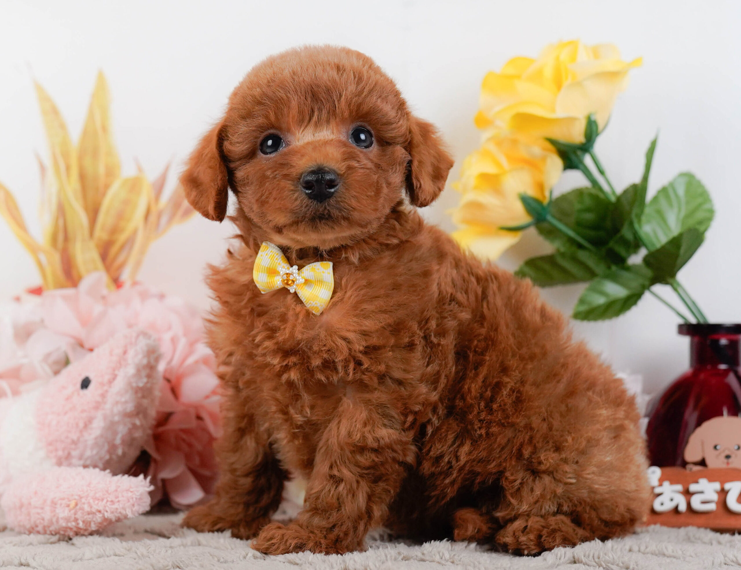 トイ・プードル | 女の子 | レッド | 2026年1月2日