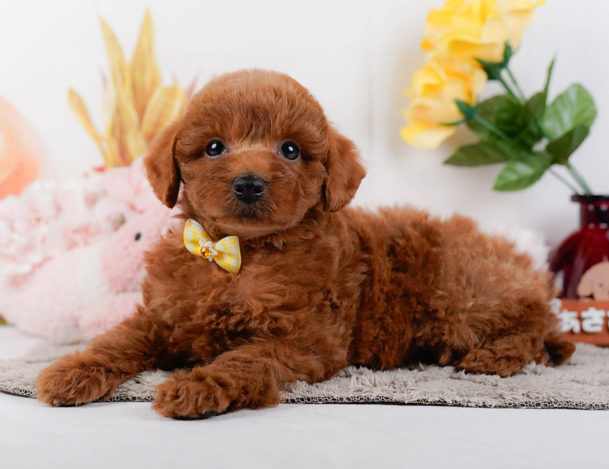 トイ・プードル | 女の子 | レッド | 2026年1月2日