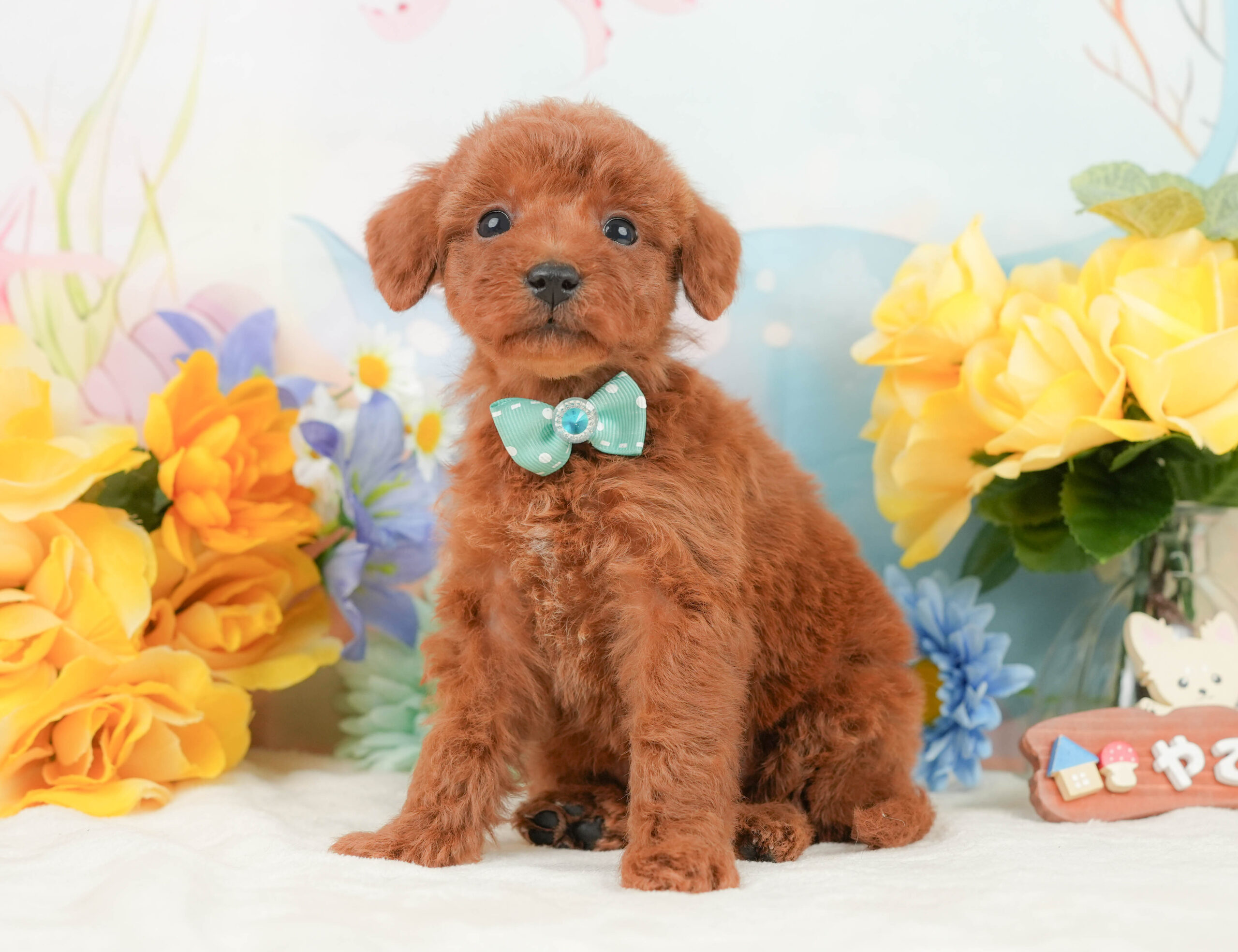 トイ・プードル | 男の子 | レッド | 2026年1月2日