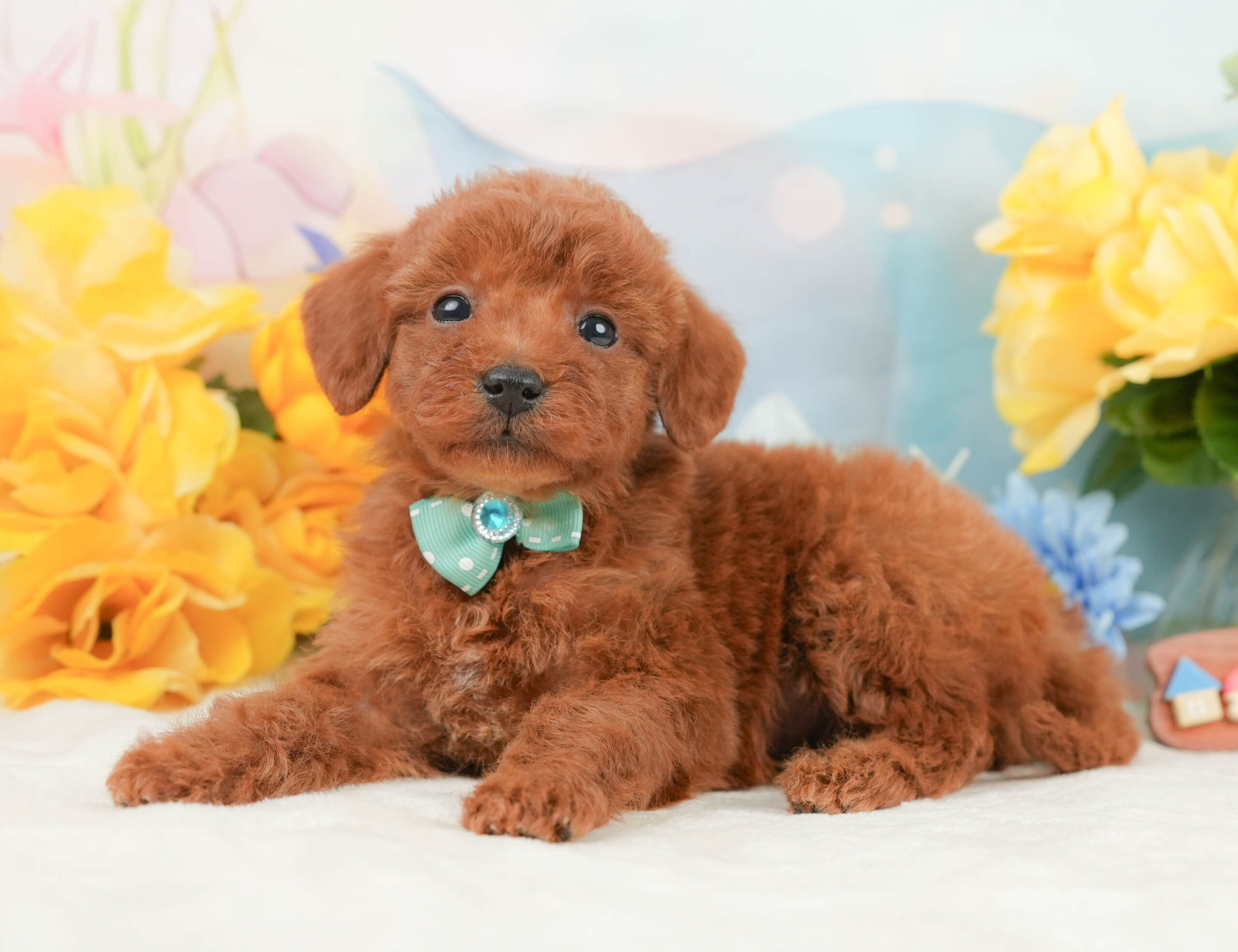 トイ・プードル | 男の子 | レッド | 2026年1月2日