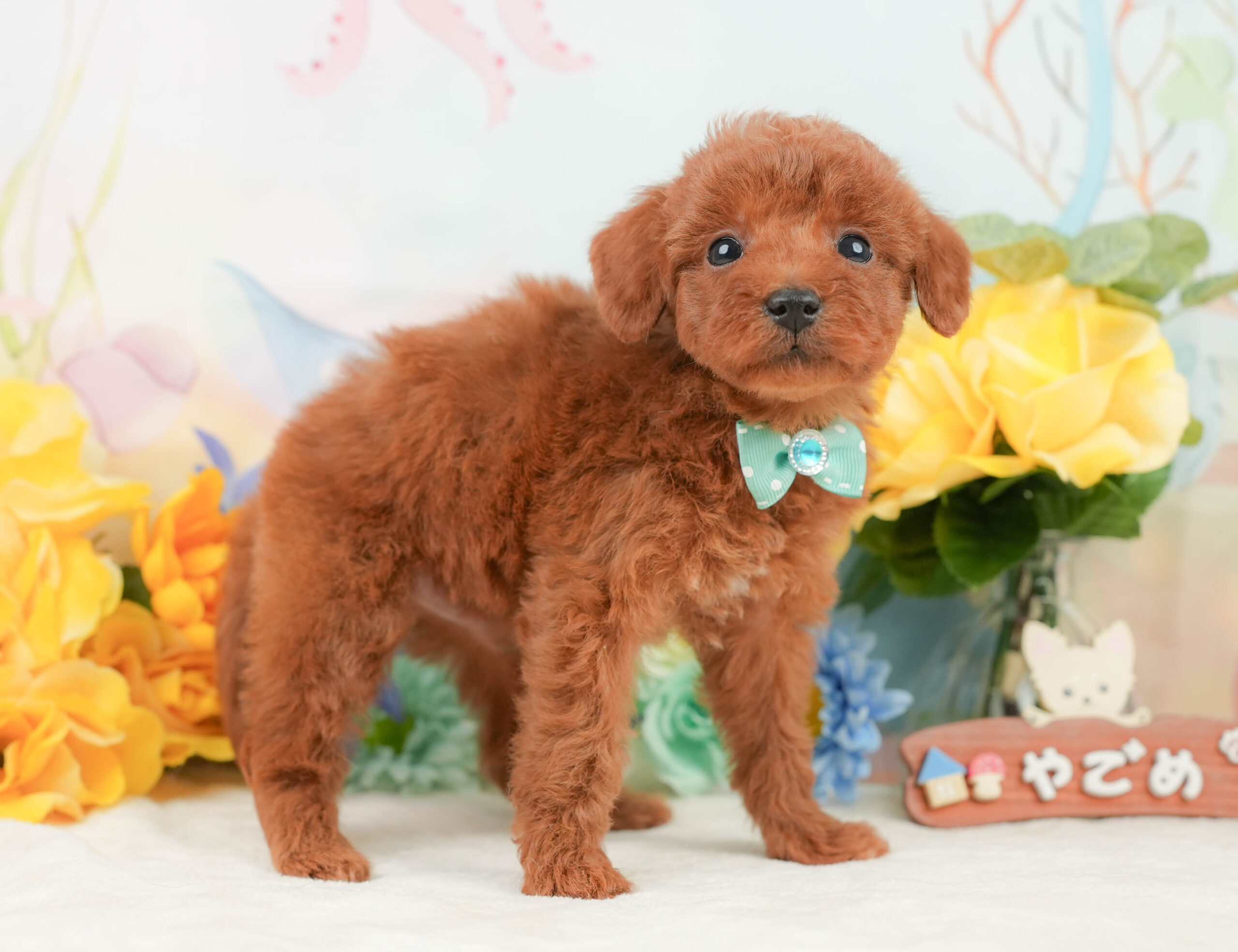 トイ・プードル | 男の子 | レッド | 2026年1月2日