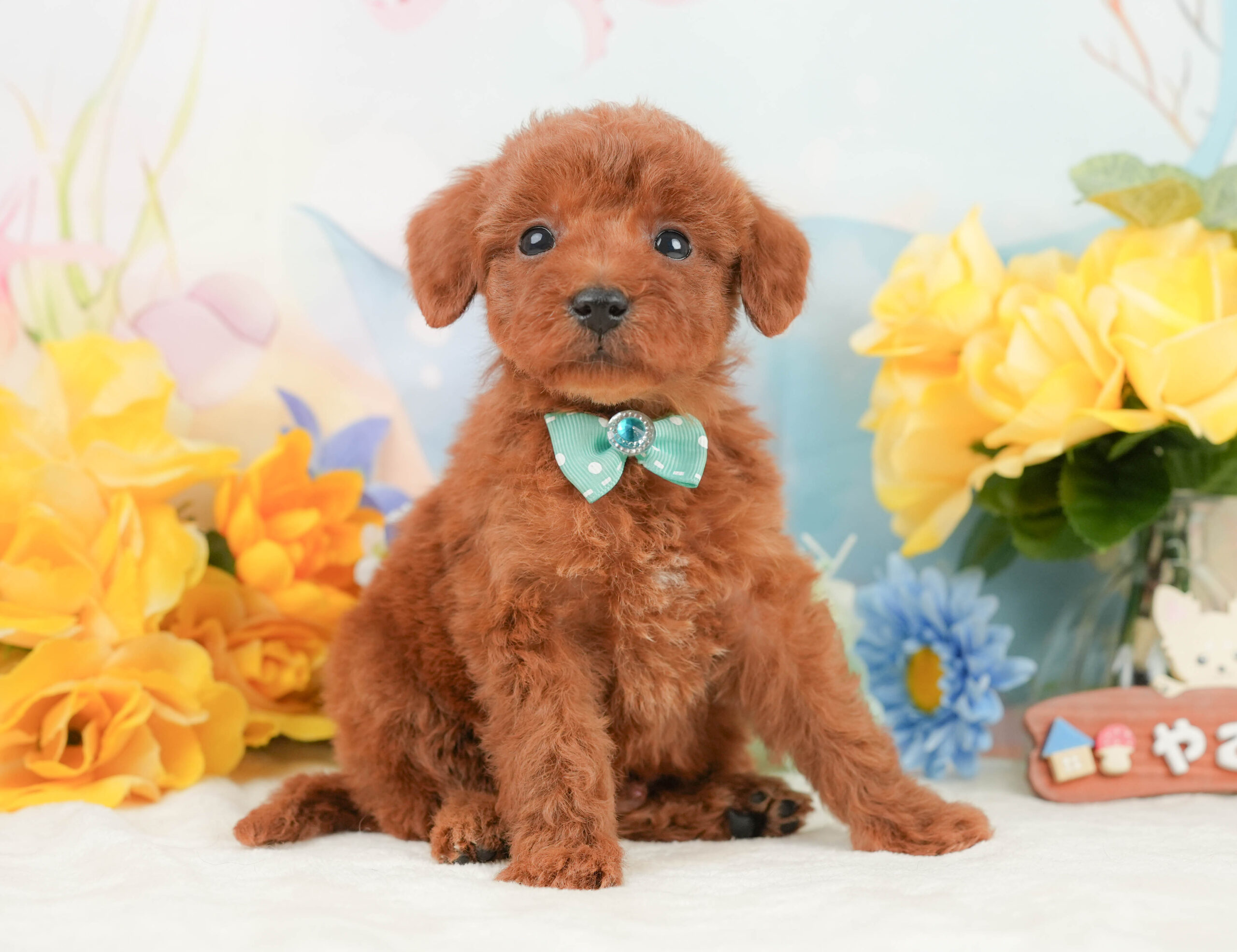 トイ・プードル | 男の子 | レッド | 2026年1月2日