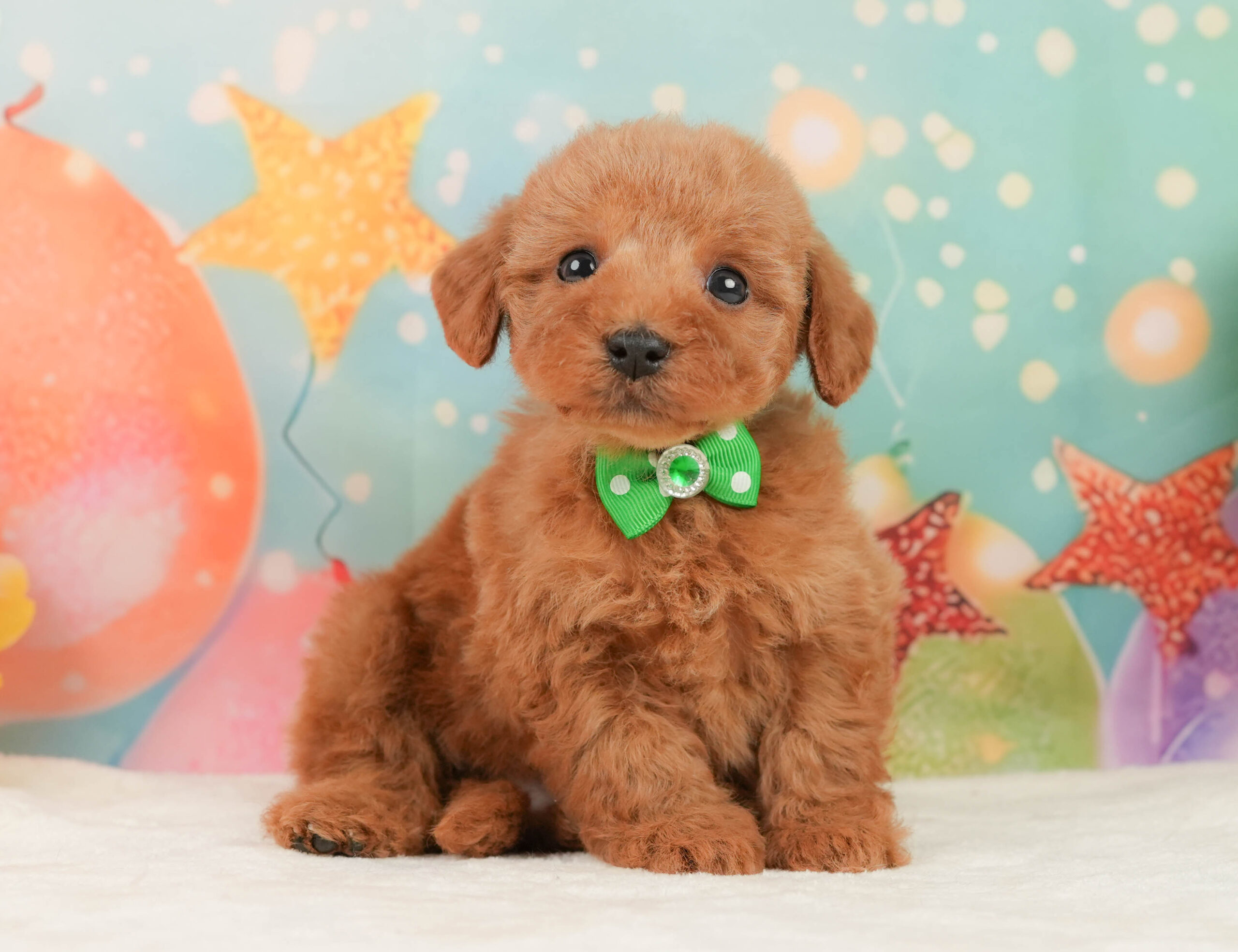 トイ・プードル | 男の子 | レッド | 2026年1月2日