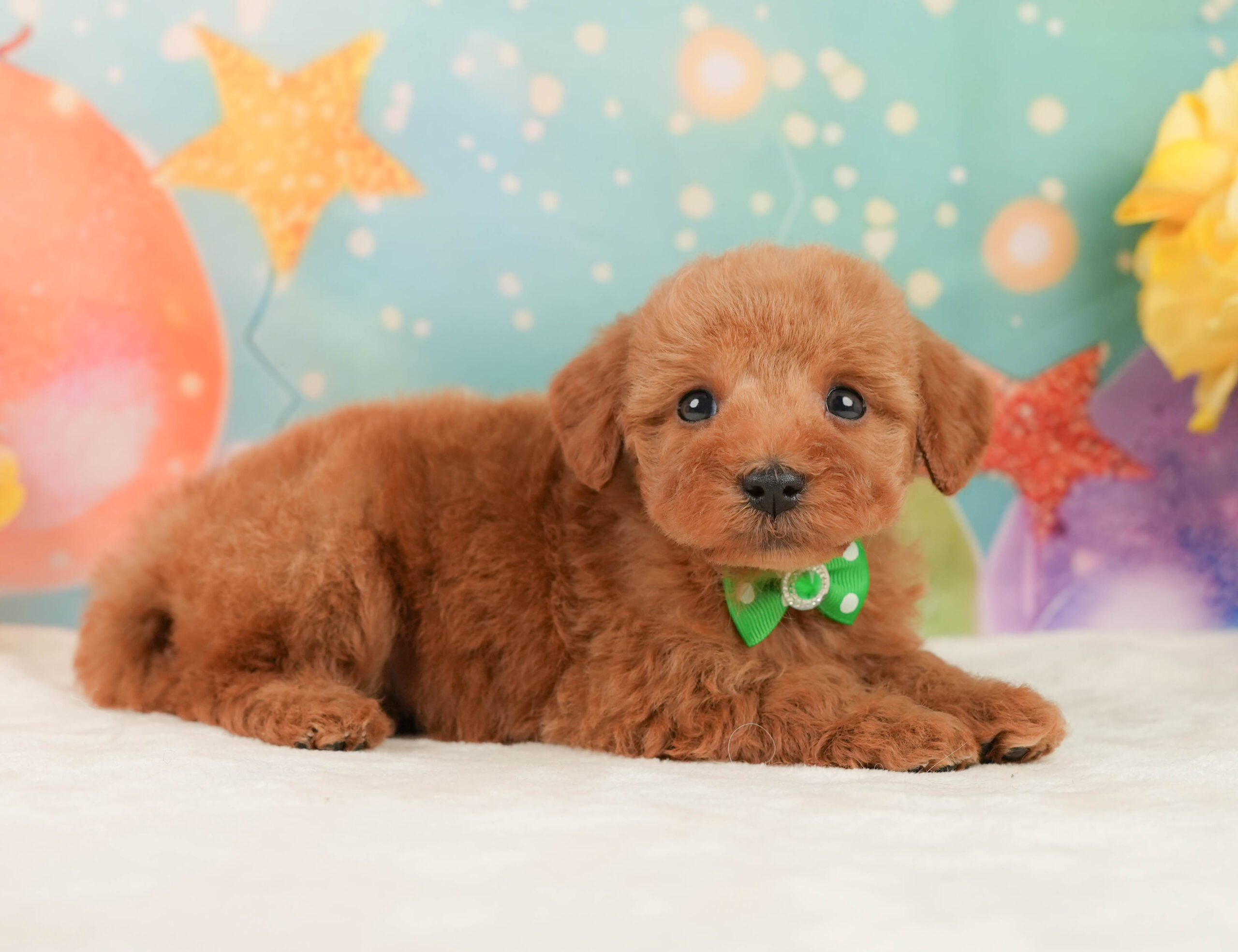 トイ・プードル | 男の子 | レッド | 2026年1月2日