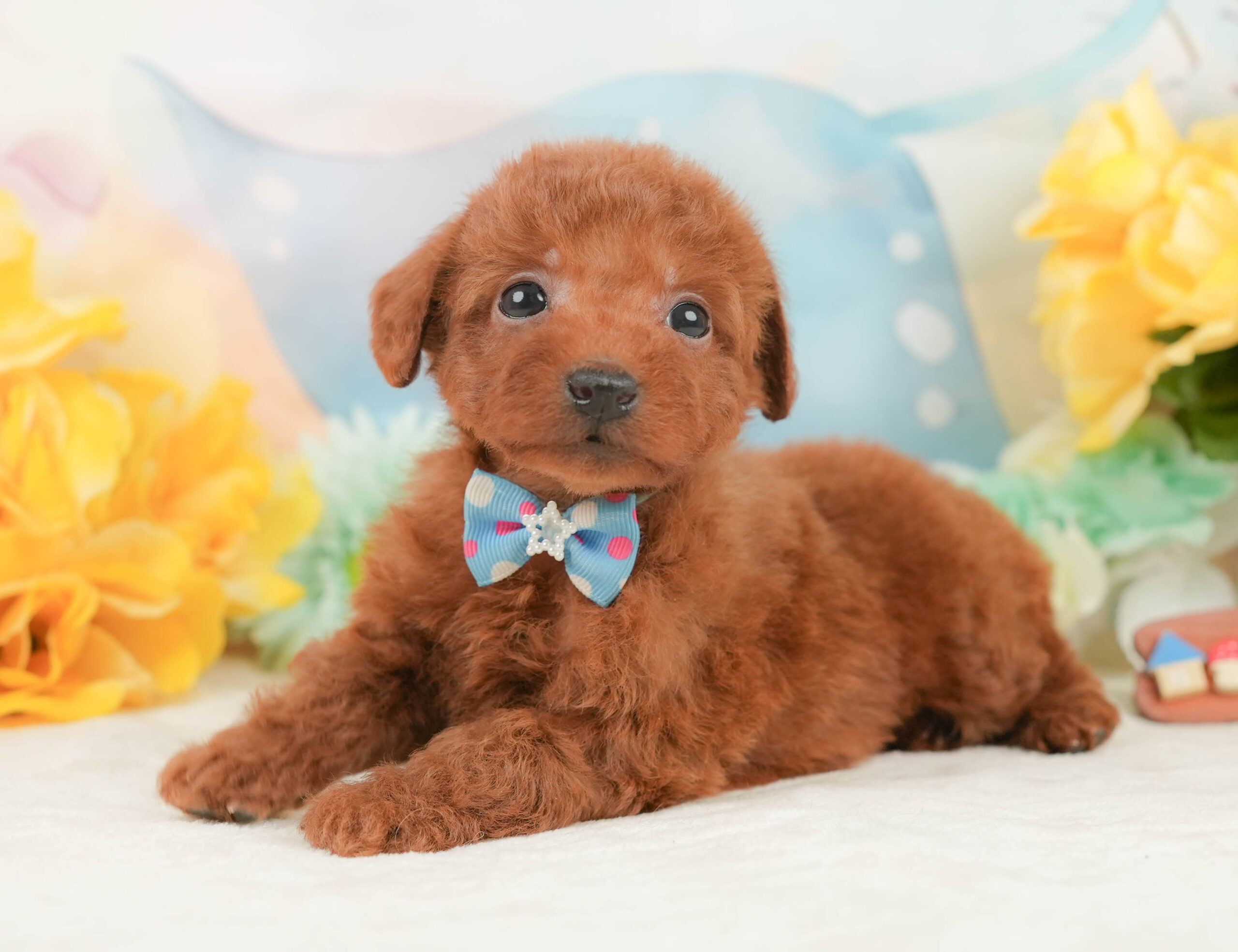 トイ・プードル | 男の子 | レッド | 2026年1月2日