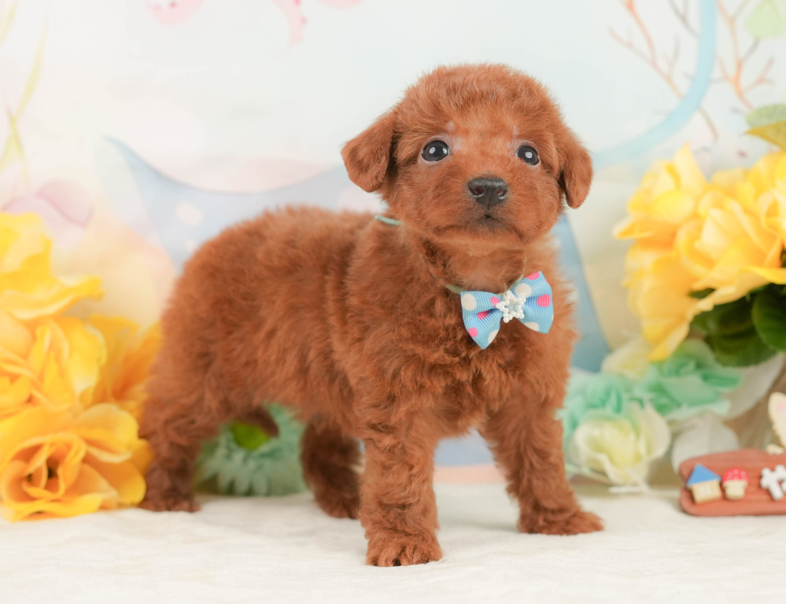 トイ・プードル | 男の子 | レッド | 2026年1月2日