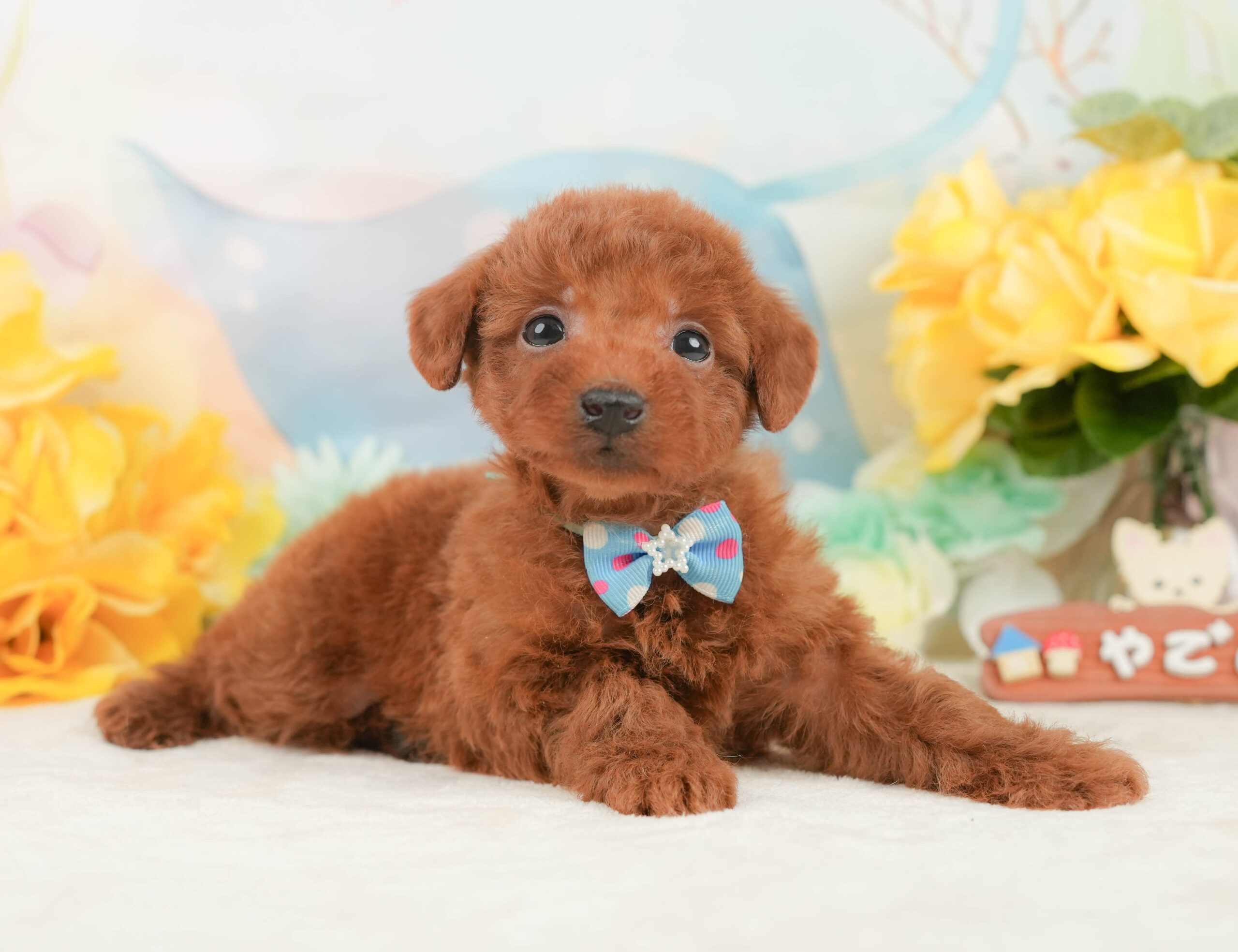 トイ・プードル | 男の子 | レッド | 2026年1月2日