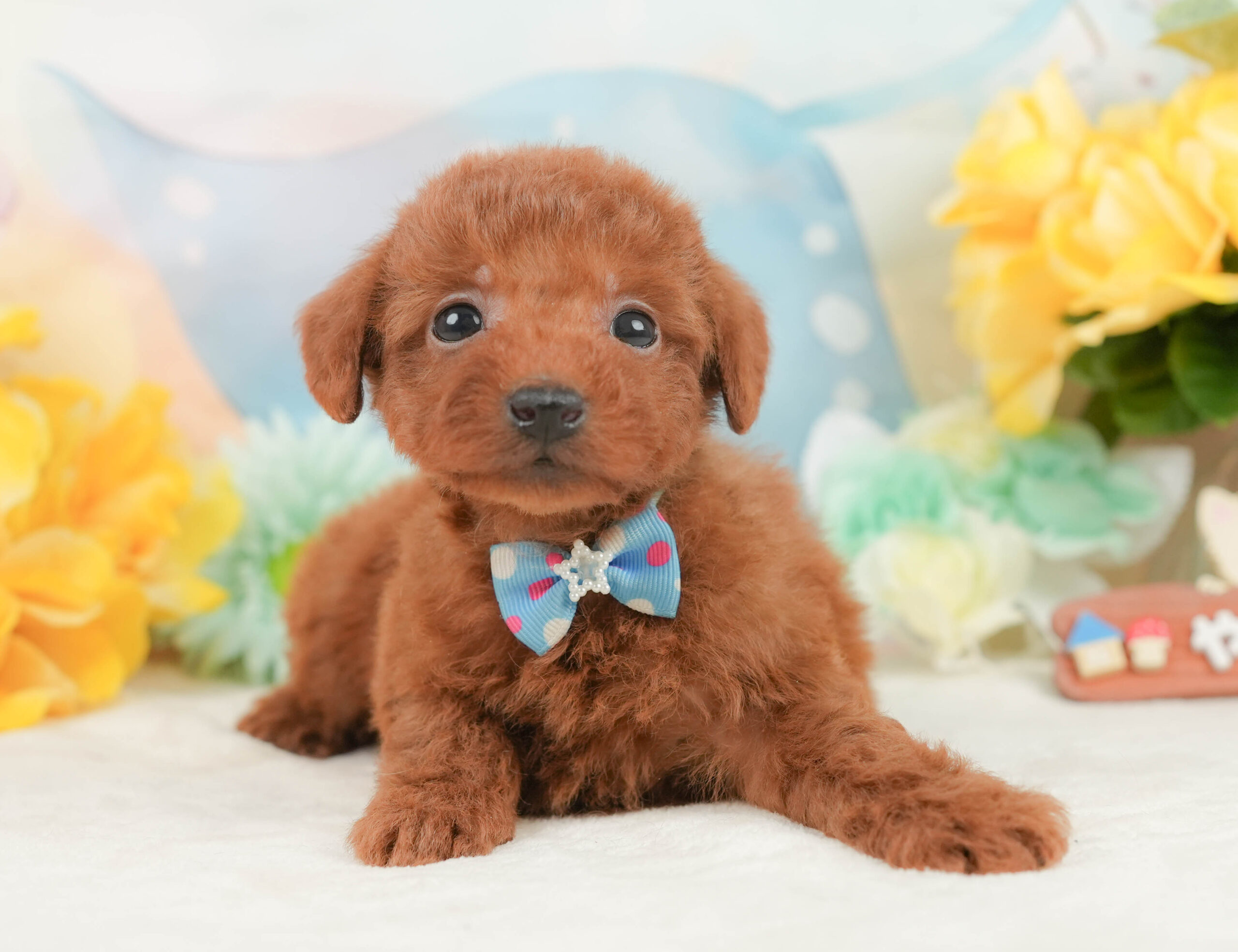 トイ・プードル | 男の子 | レッド | 2026年1月2日