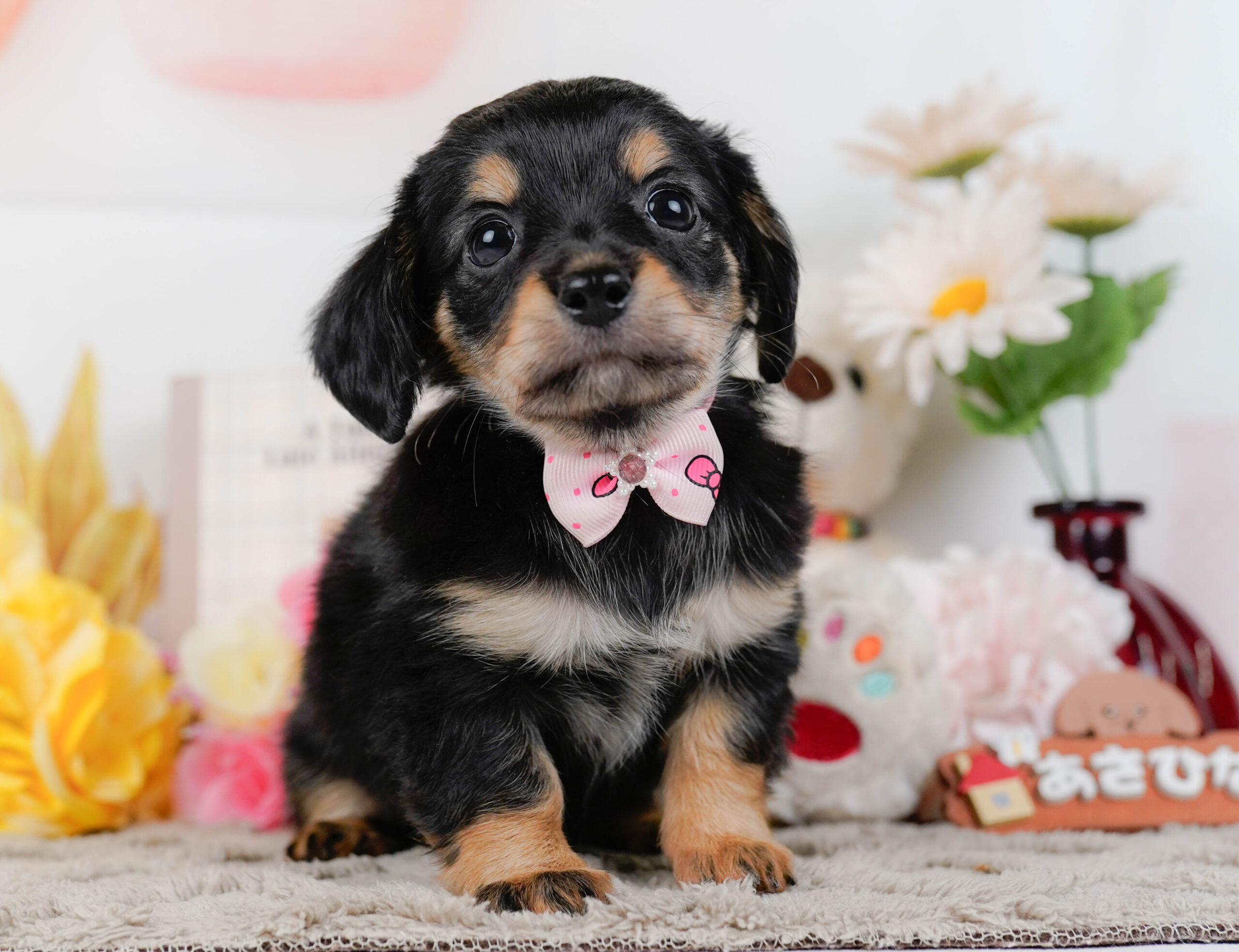 チワックス | 女の子 | ブラックタン | 2026年1月3日