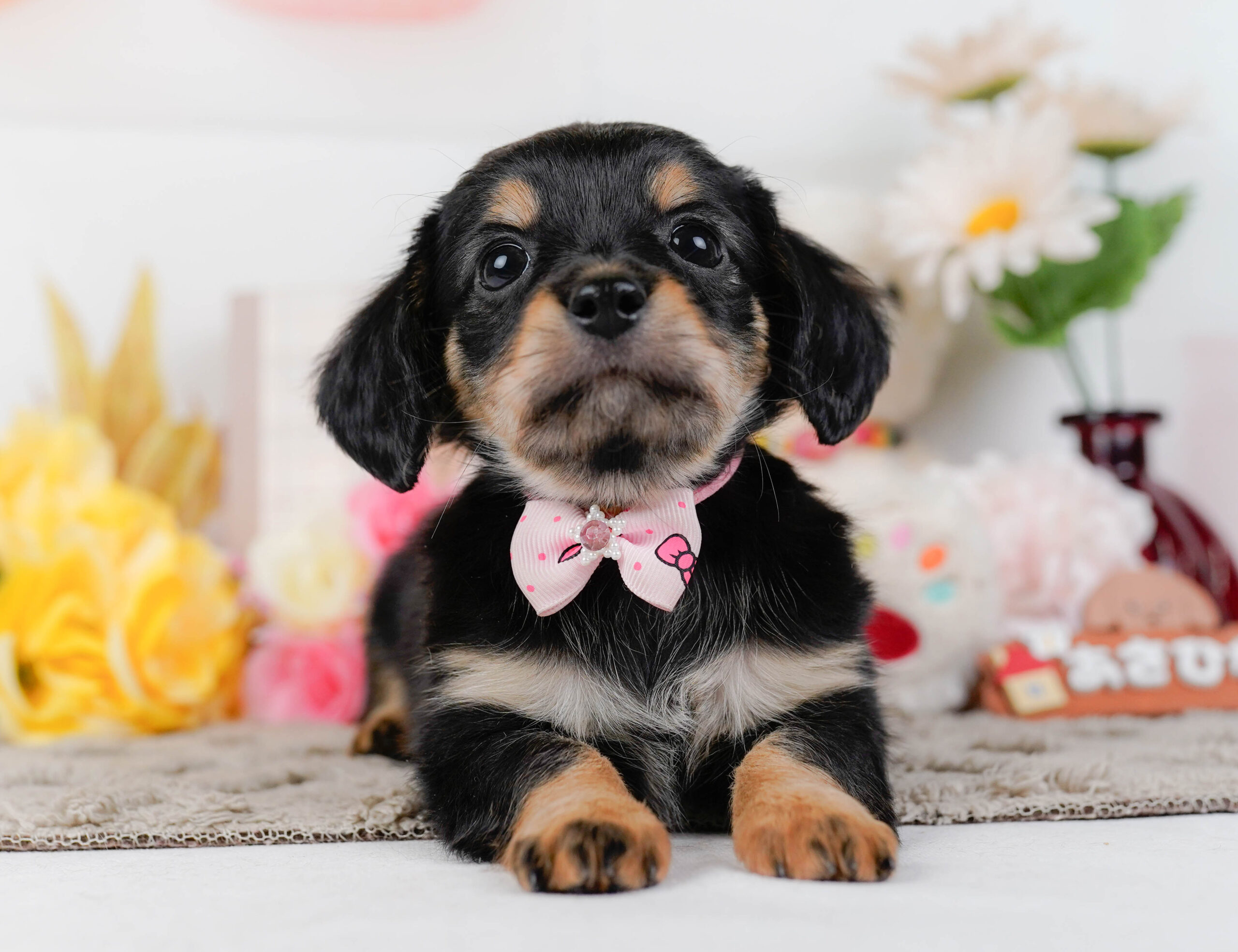 チワックス | 女の子 | ブラックタン | 2026年1月3日