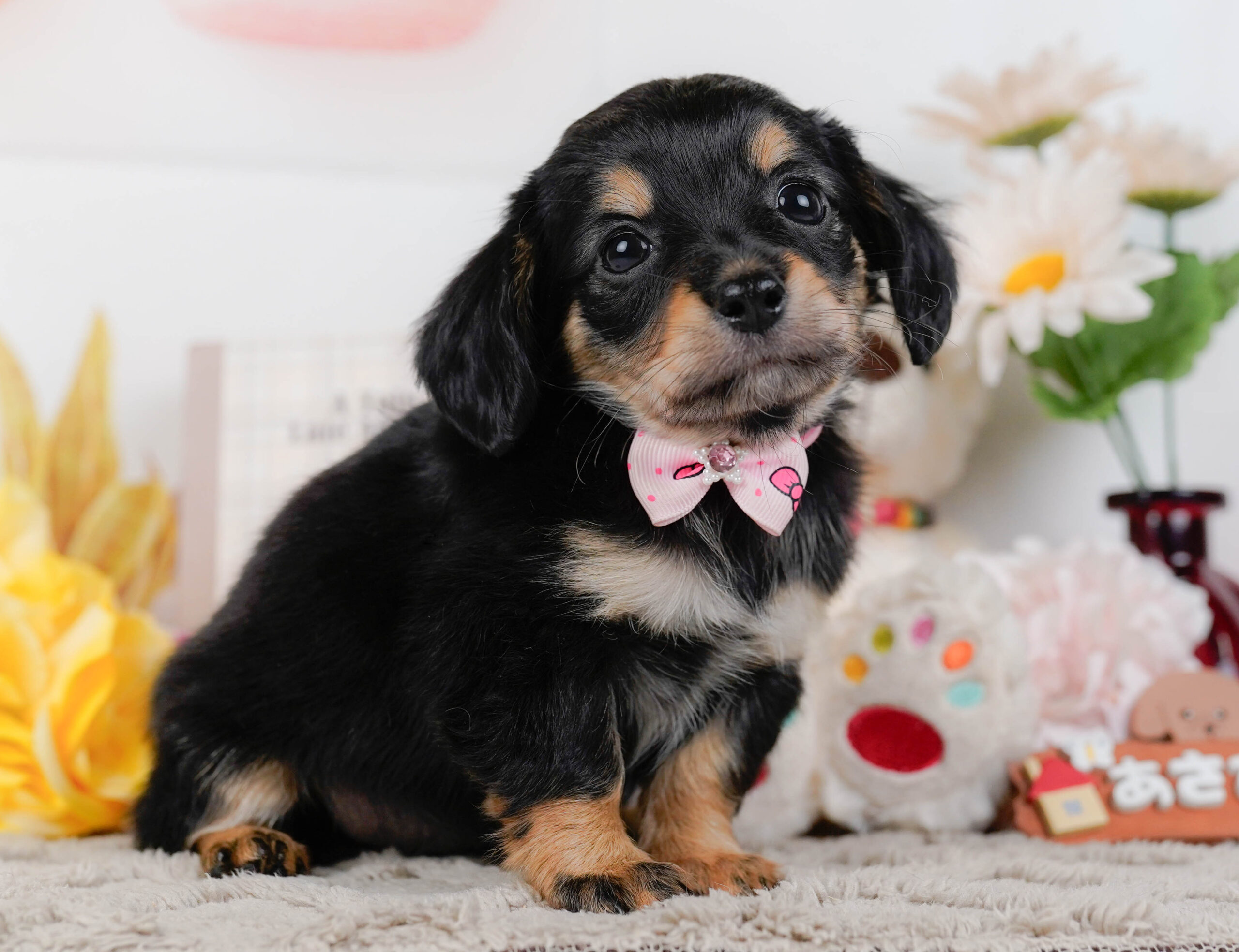 チワックス | 女の子 | ブラックタン | 2026年1月3日