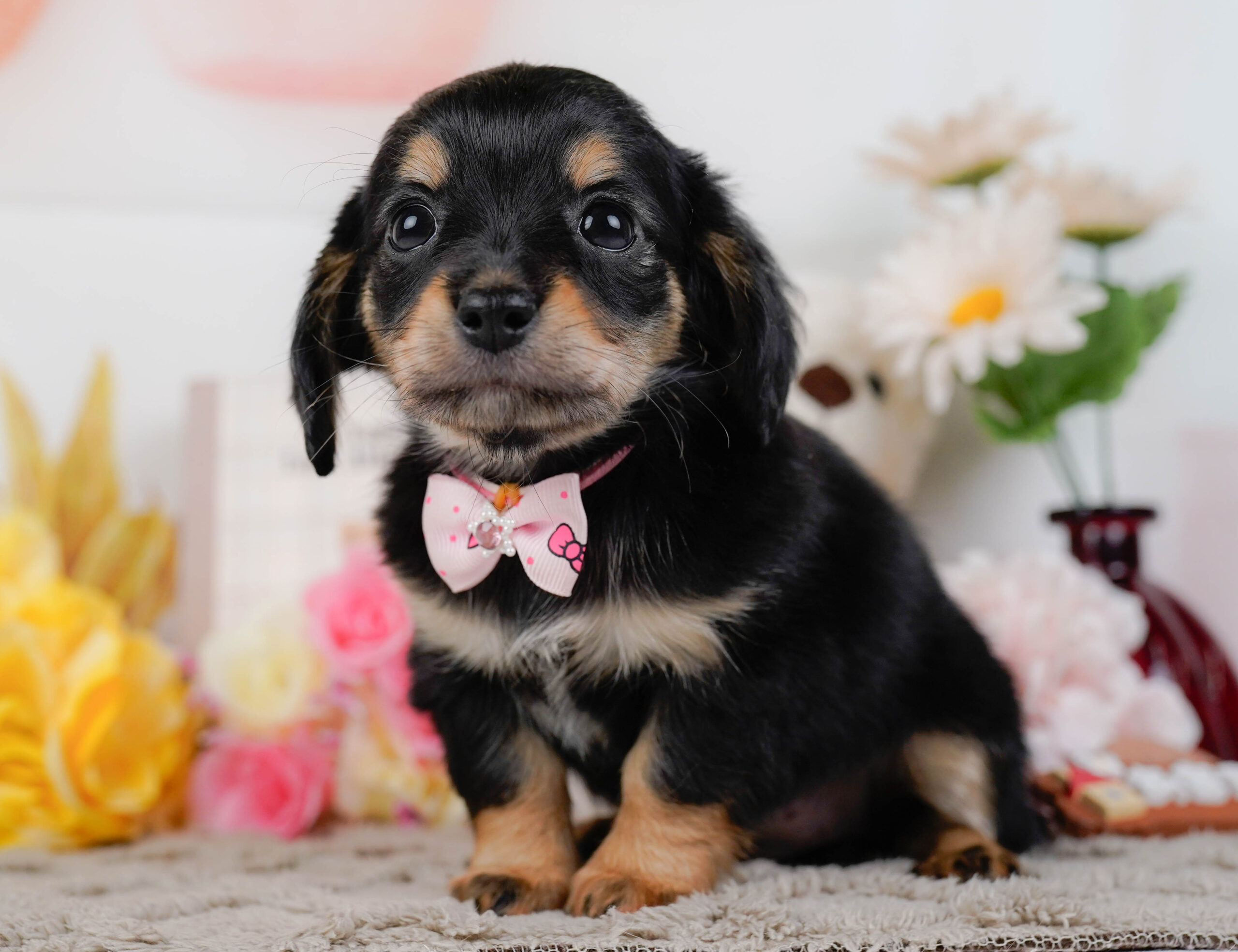 チワックス | 女の子 | ブラックタン | 2026年1月3日