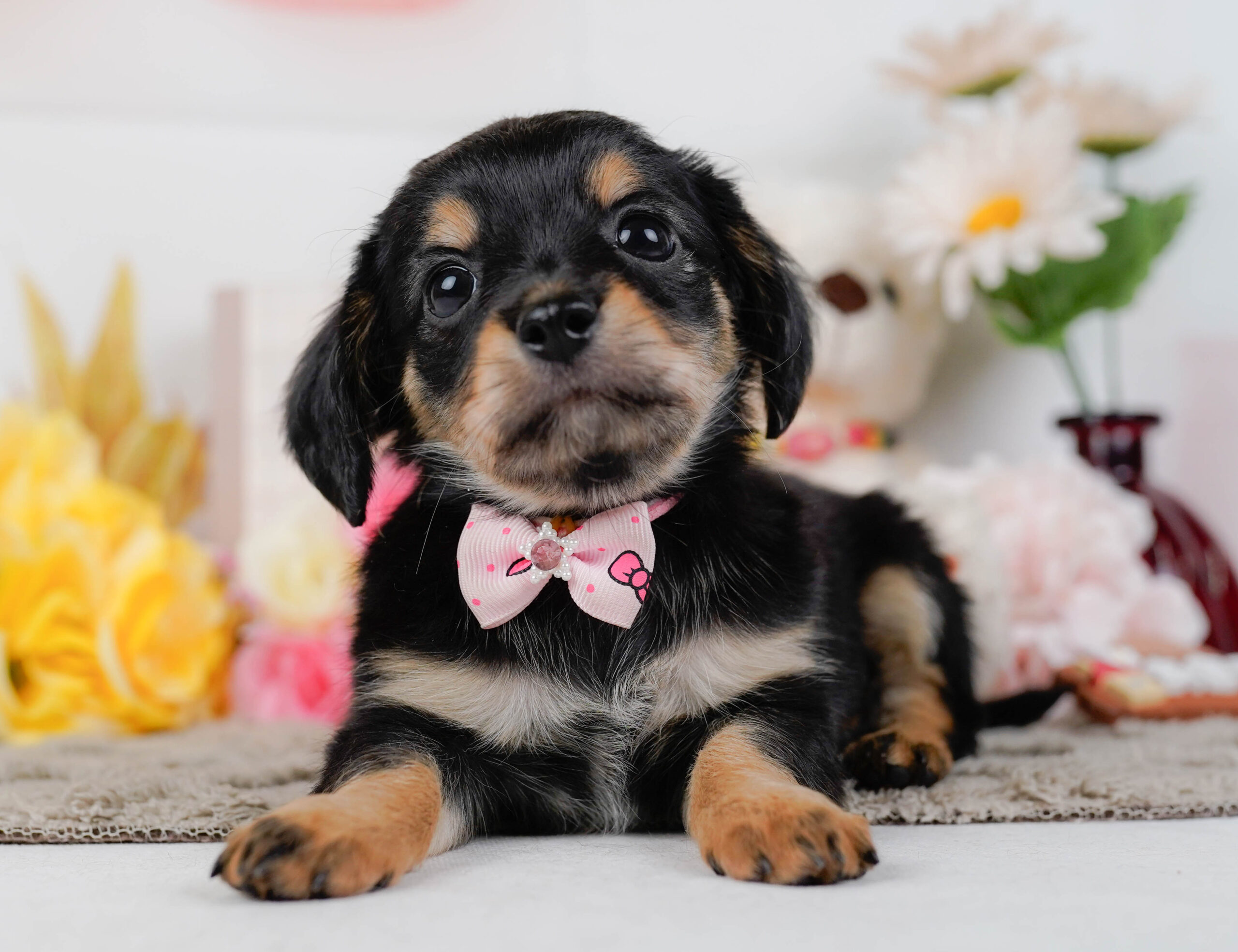 チワックス | 女の子 | ブラックタン | 2026年1月3日