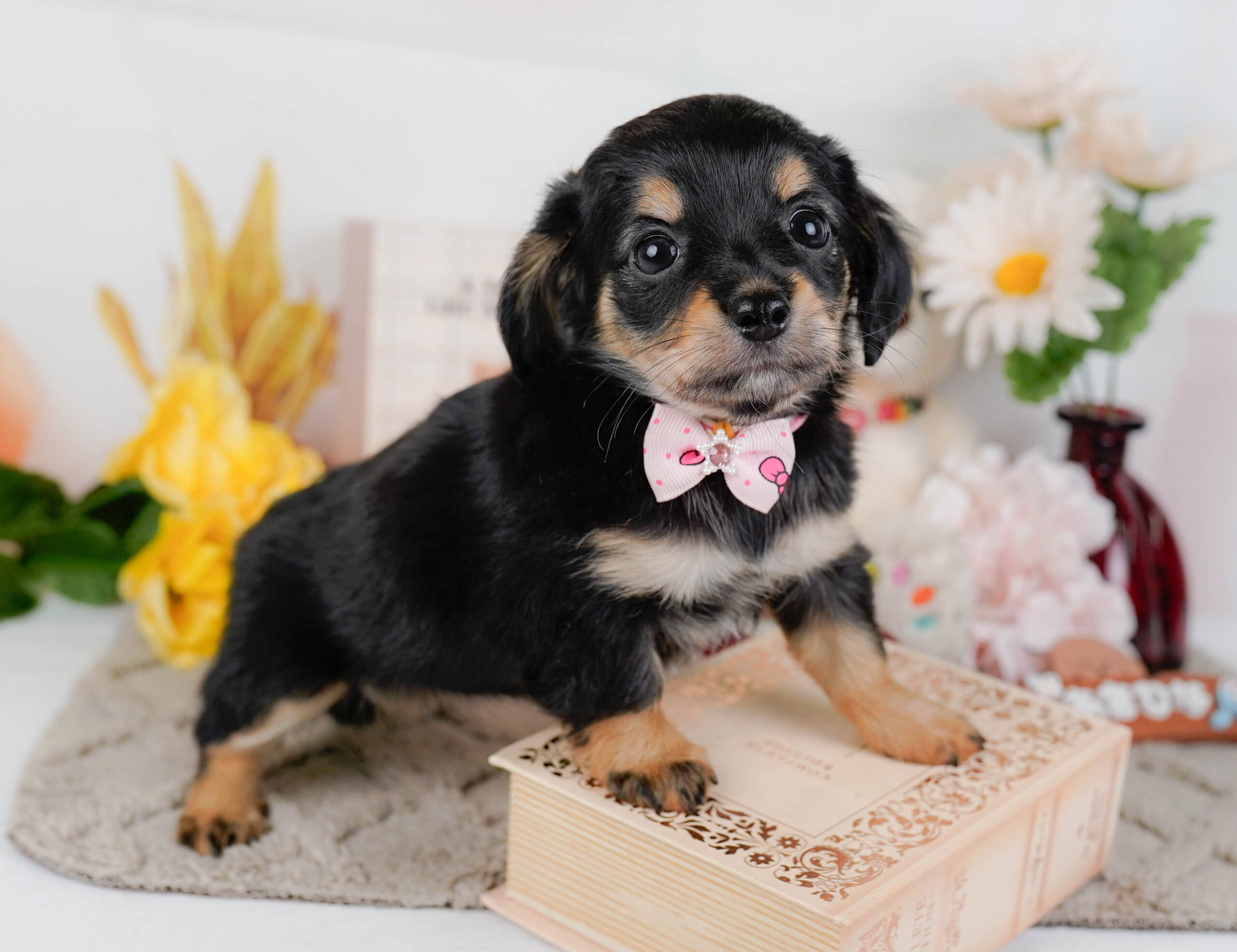 チワックス | 女の子 | ブラックタン | 2026年1月3日