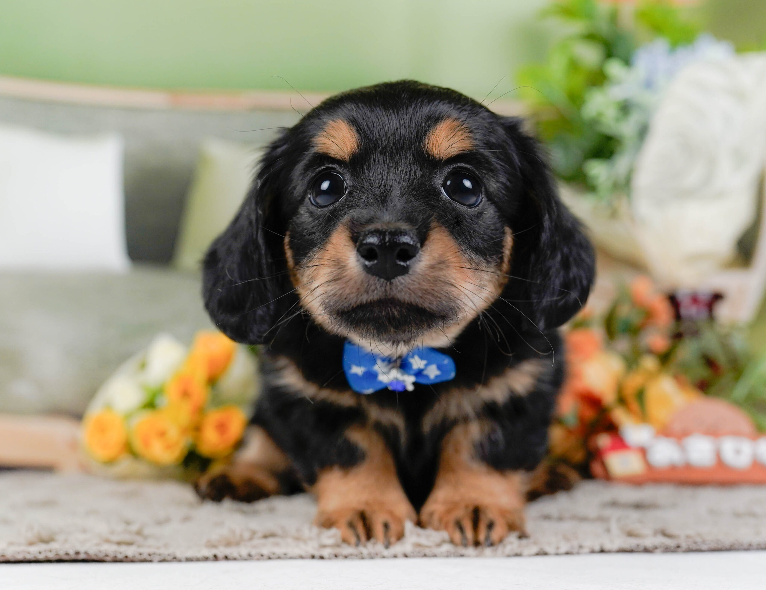 チワックス | 男の子 | ブラックタン | 2026年1月3日