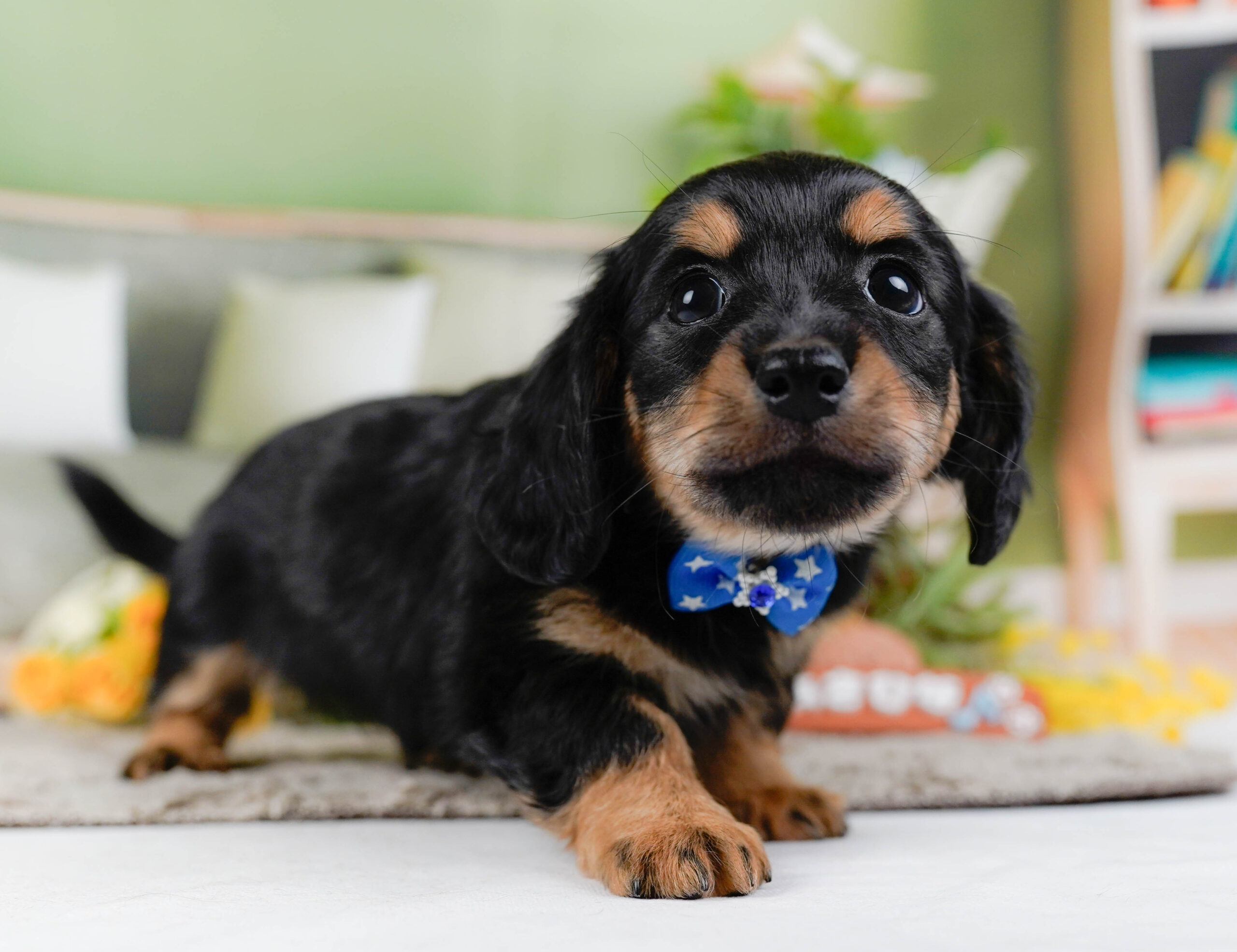 チワックス | 男の子 | ブラックタン | 2026年1月3日