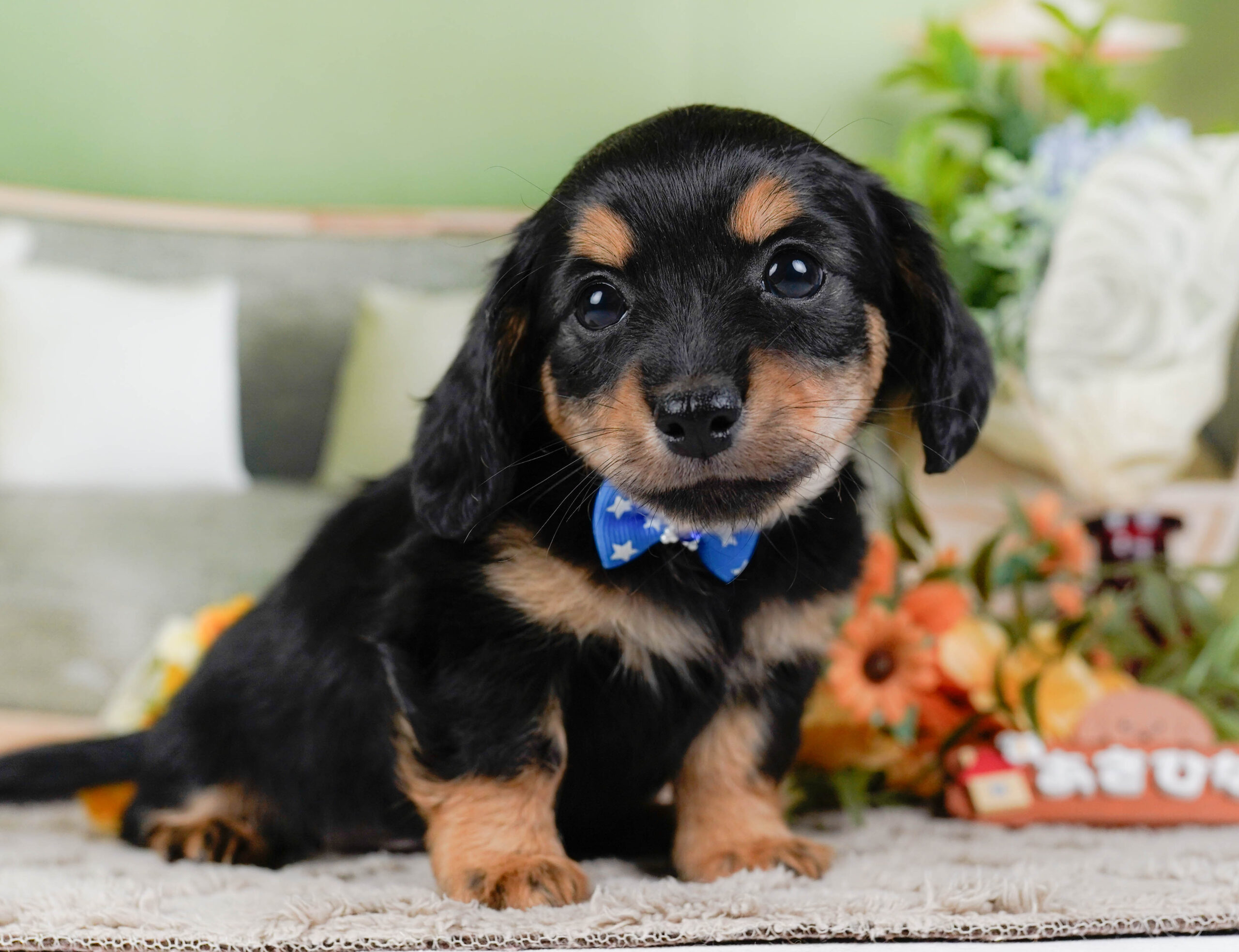 チワックス | 男の子 | ブラックタン | 2026年1月3日