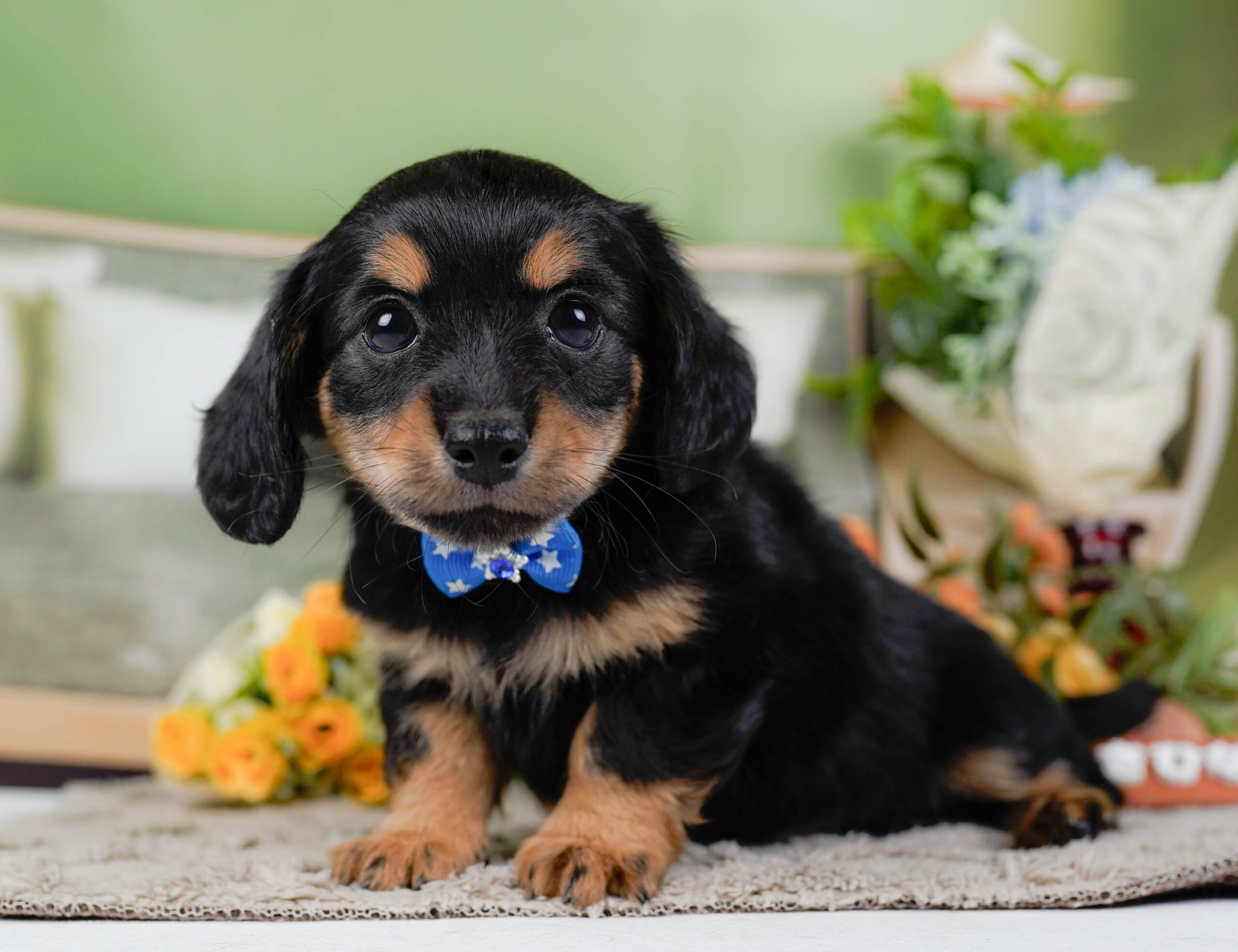 チワックス | 男の子 | ブラックタン | 2026年1月3日