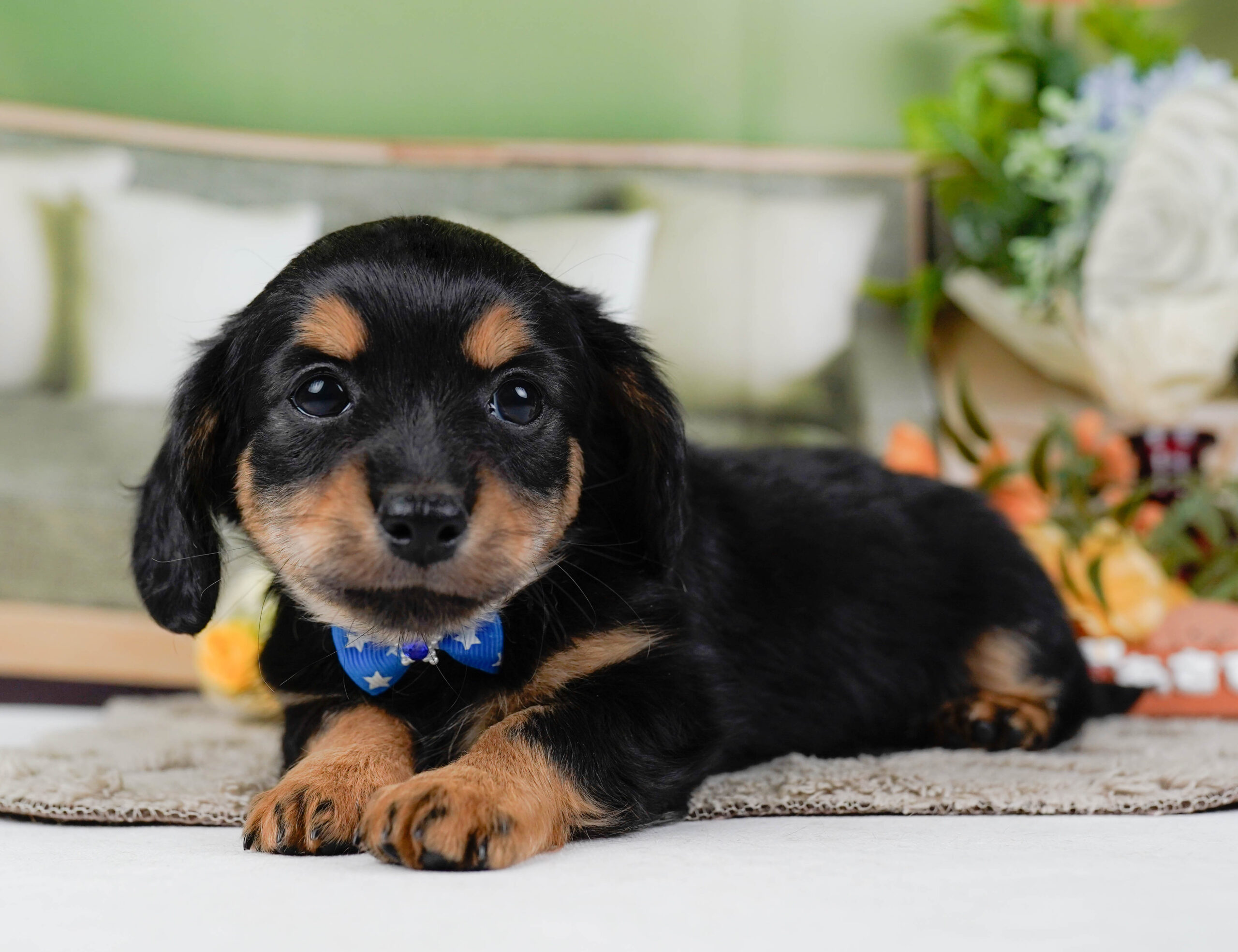 チワックス | 男の子 | ブラックタン | 2026年1月3日