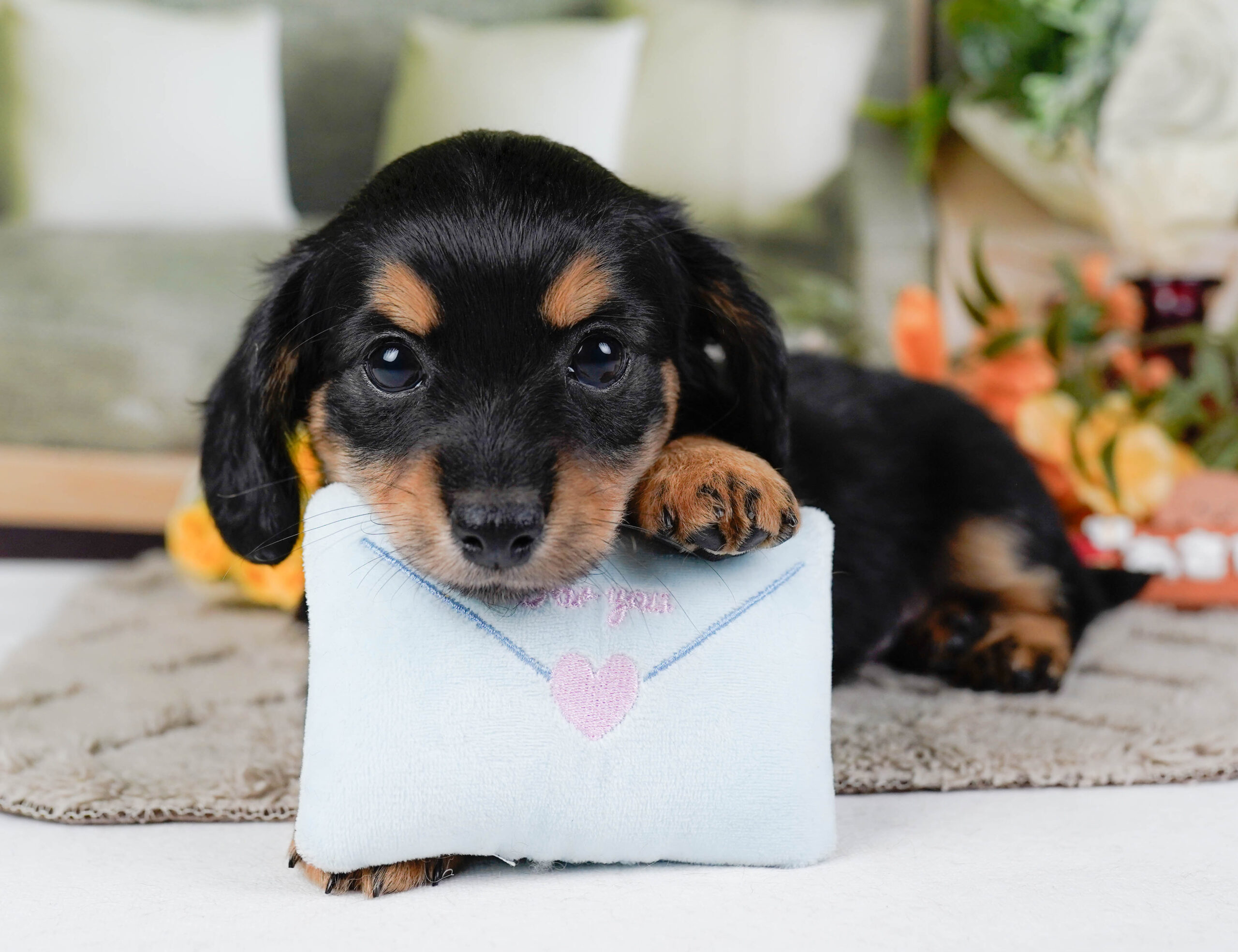 チワックス | 男の子 | ブラックタン | 2026年1月3日