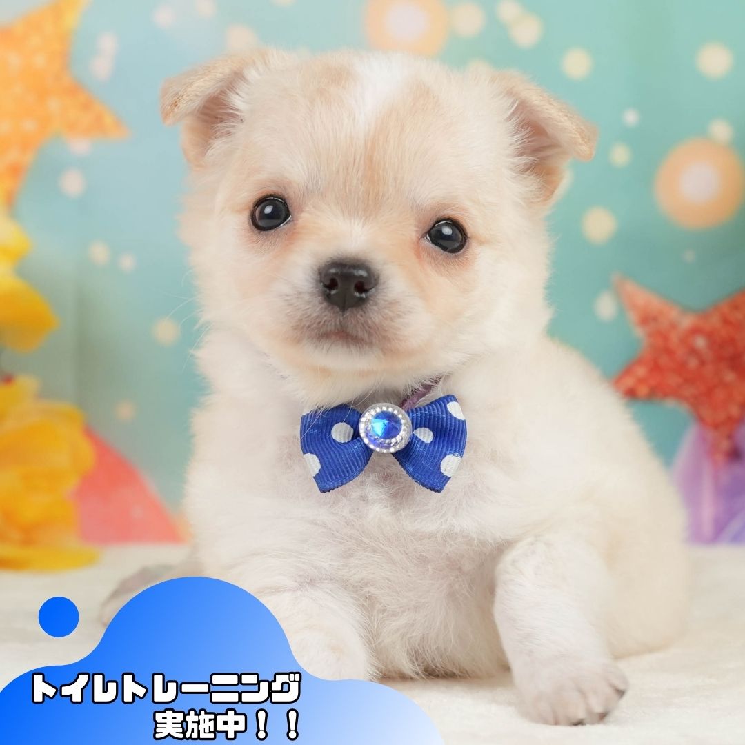 チワワ(ロング) | 男の子 | クリーム&ホワイト | 2026年1月3日