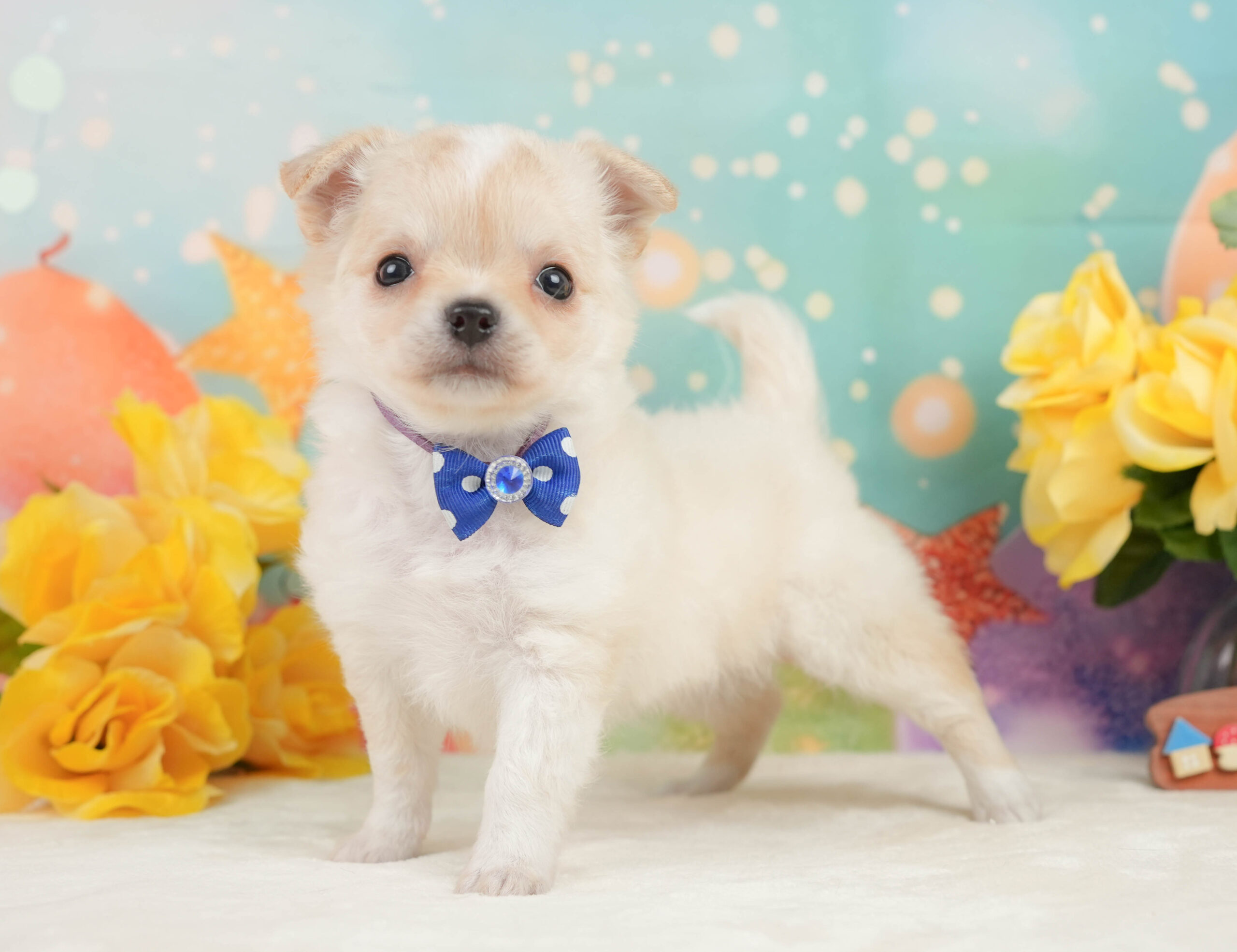 チワワ(ロング) | 男の子 | クリーム＆ホワイト | 2026年1月3日