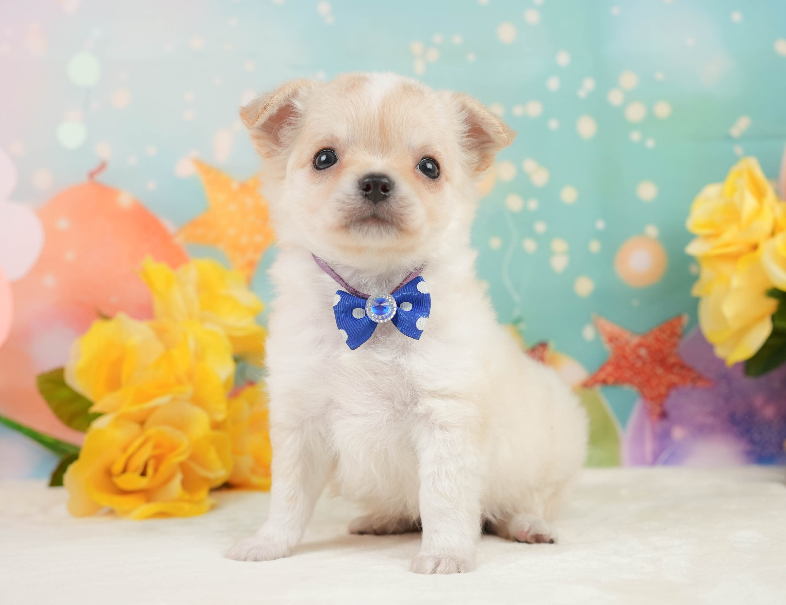 チワワ(ロング) | 男の子 | クリーム＆ホワイト | 2026年1月3日