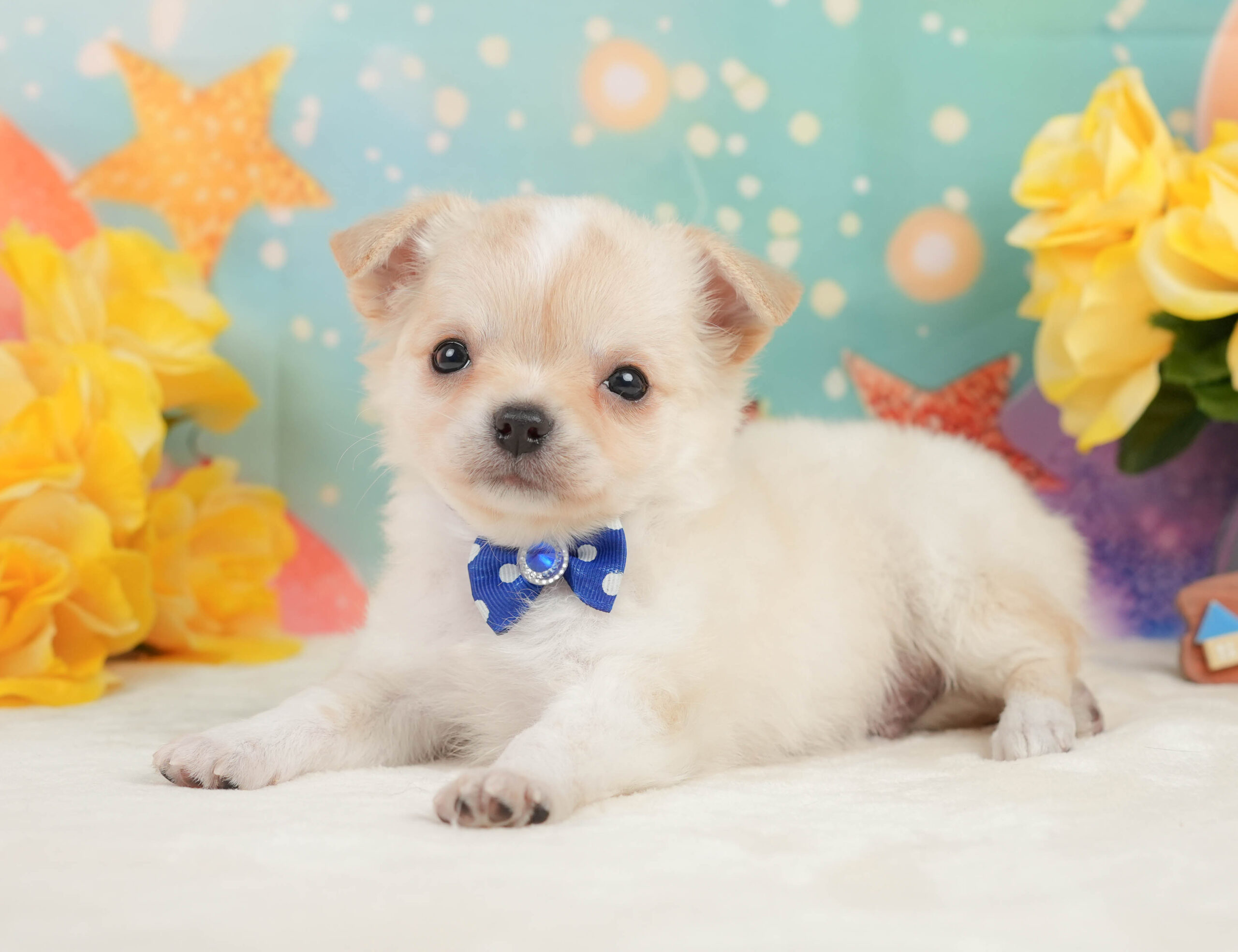 チワワ(ロング) | 男の子 | クリーム＆ホワイト | 2026年1月3日