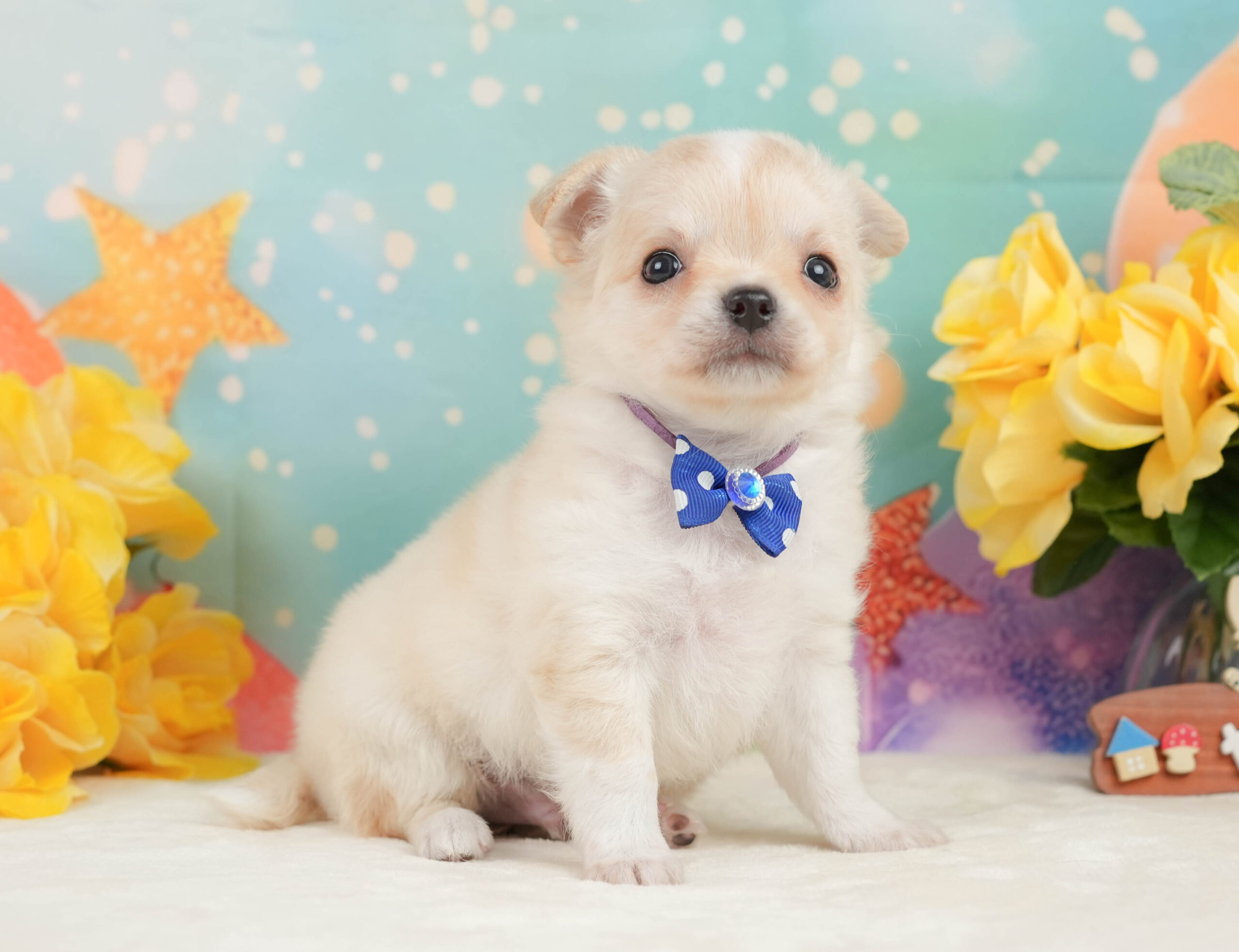 チワワ(ロング) | 男の子 | クリーム＆ホワイト | 2026年1月3日