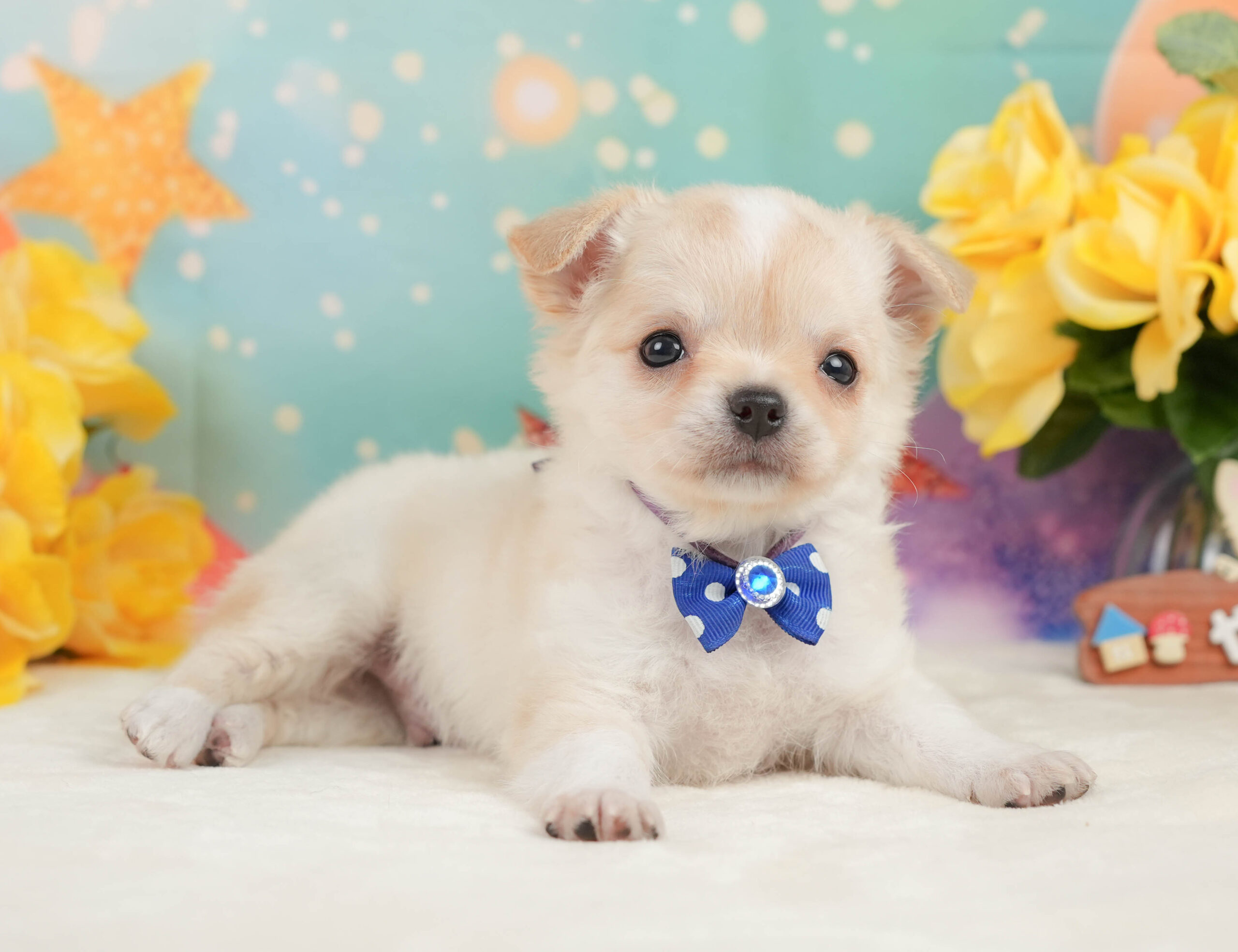 チワワ(ロング) | 男の子 | クリーム＆ホワイト | 2026年1月3日