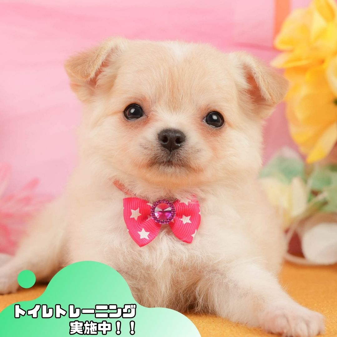 チワワ(ロング) | 女の子 | クリーム&ホワイト | 2026年1月3日