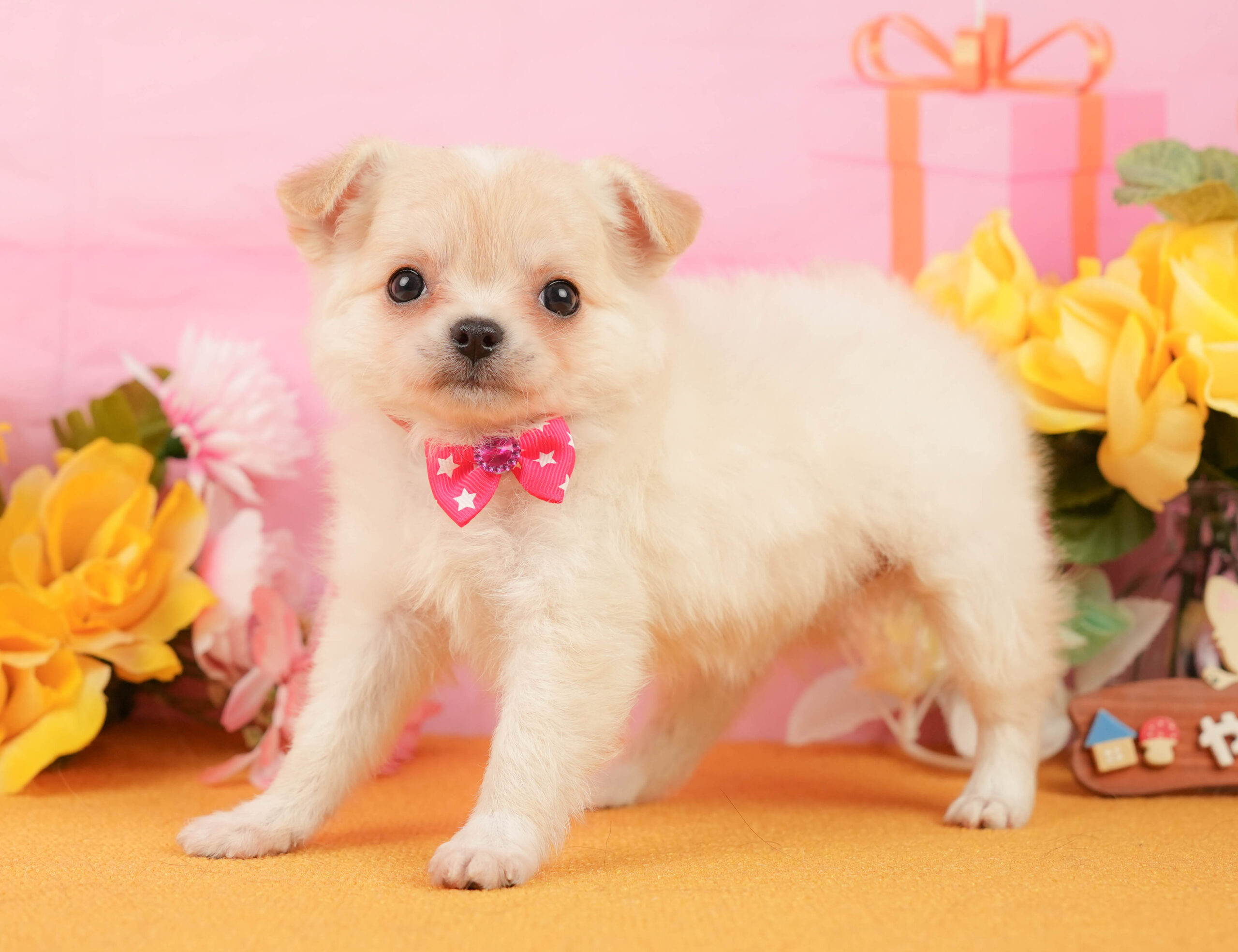 チワワ(ロング) | 女の子 | クリーム＆ホワイト | 2026年1月3日