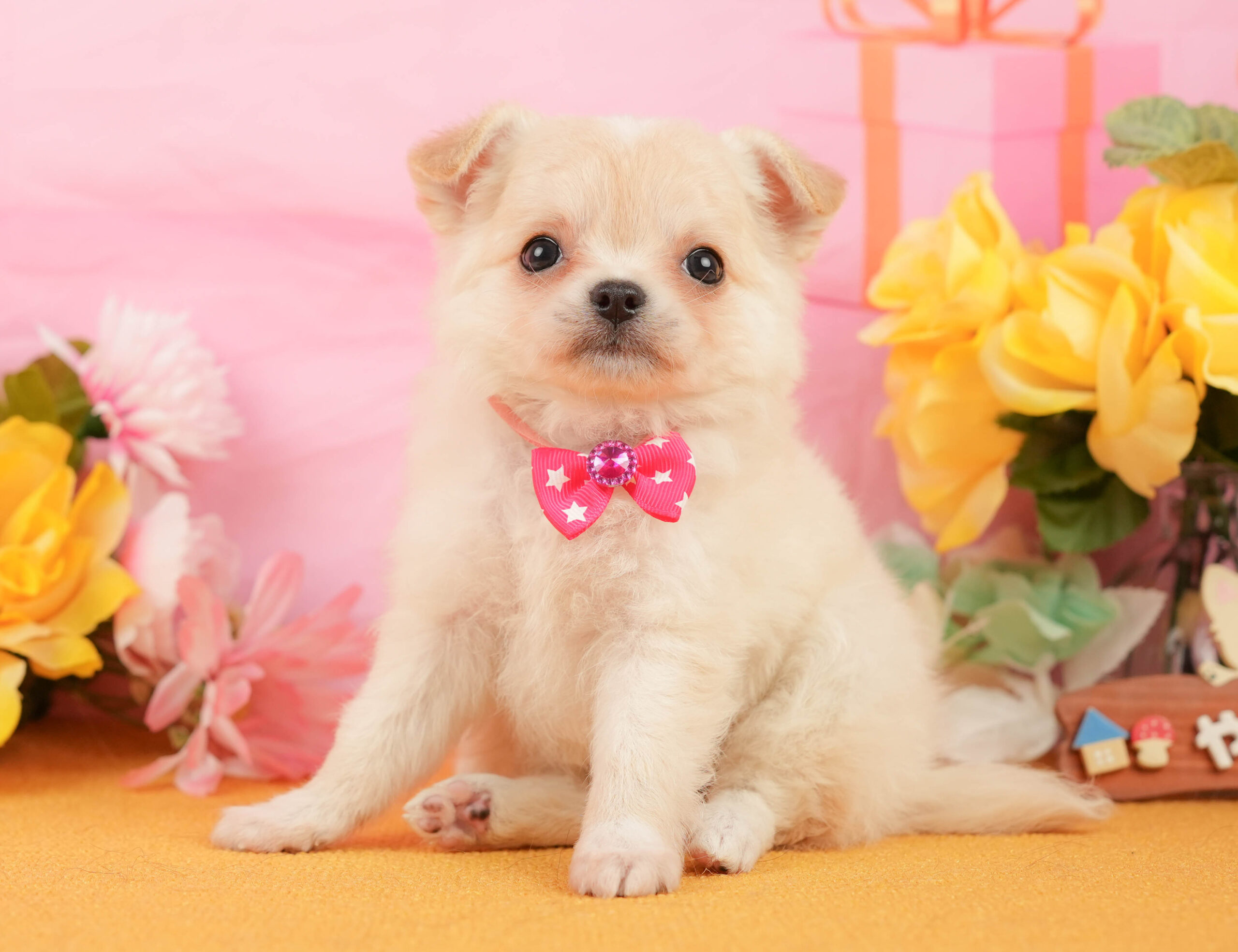 チワワ(ロング) | 女の子 | クリーム＆ホワイト | 2026年1月3日
