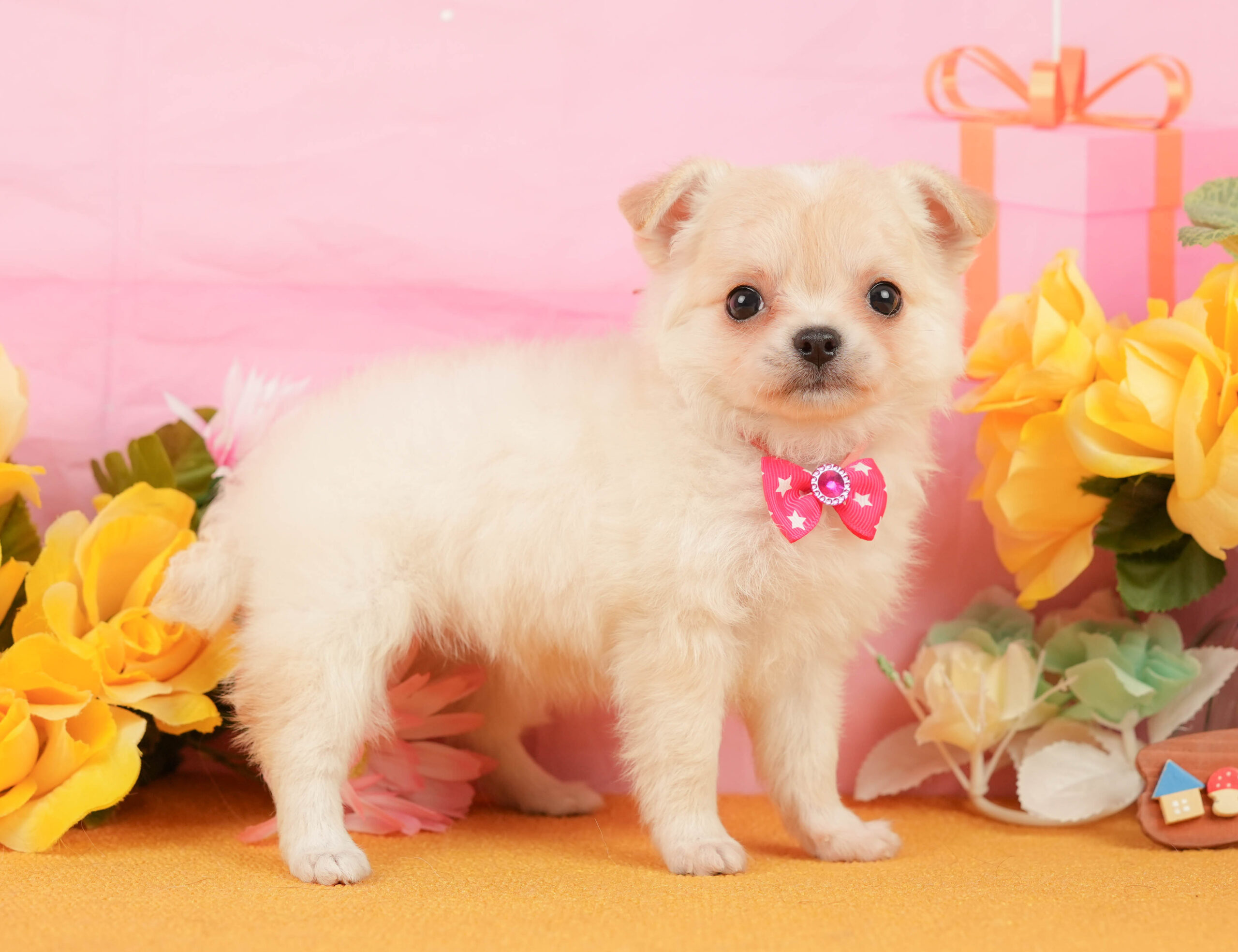 チワワ(ロング) | 女の子 | クリーム＆ホワイト | 2026年1月3日
