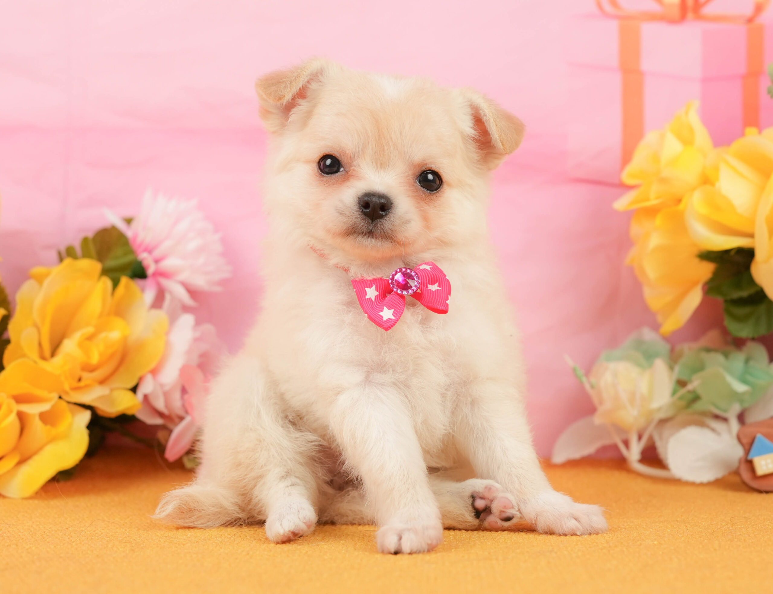 チワワ(ロング) | 女の子 | クリーム＆ホワイト | 2026年1月3日