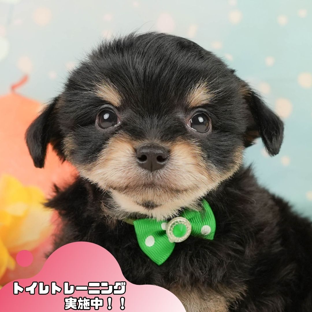 マルプーチー | 男の子 | ブラックタン | 2026年1月4日