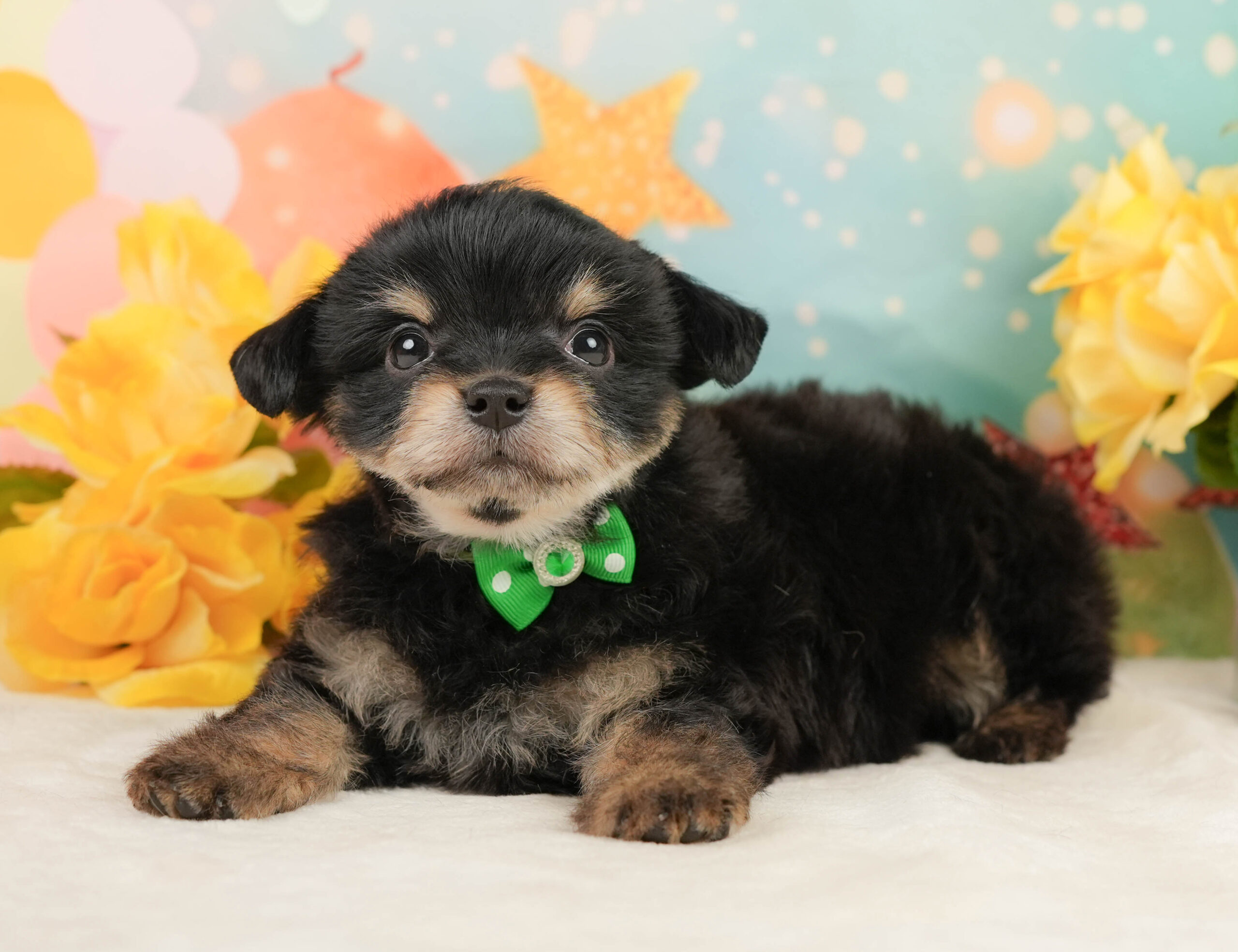 マルプーチー | 男の子 | ブラックタン | 2026年1月4日