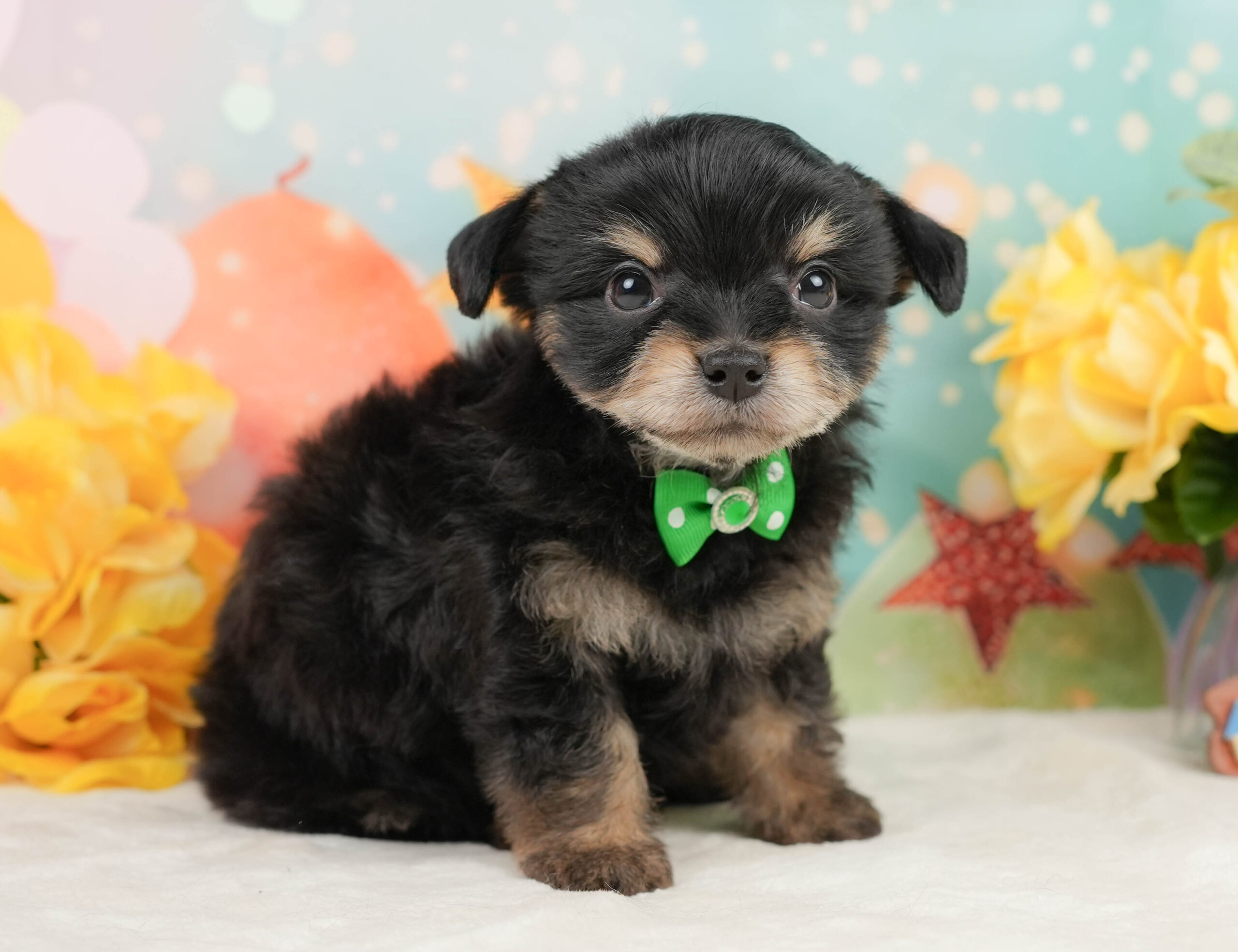 マルプーチー | 男の子 | ブラックタン | 2026年1月4日